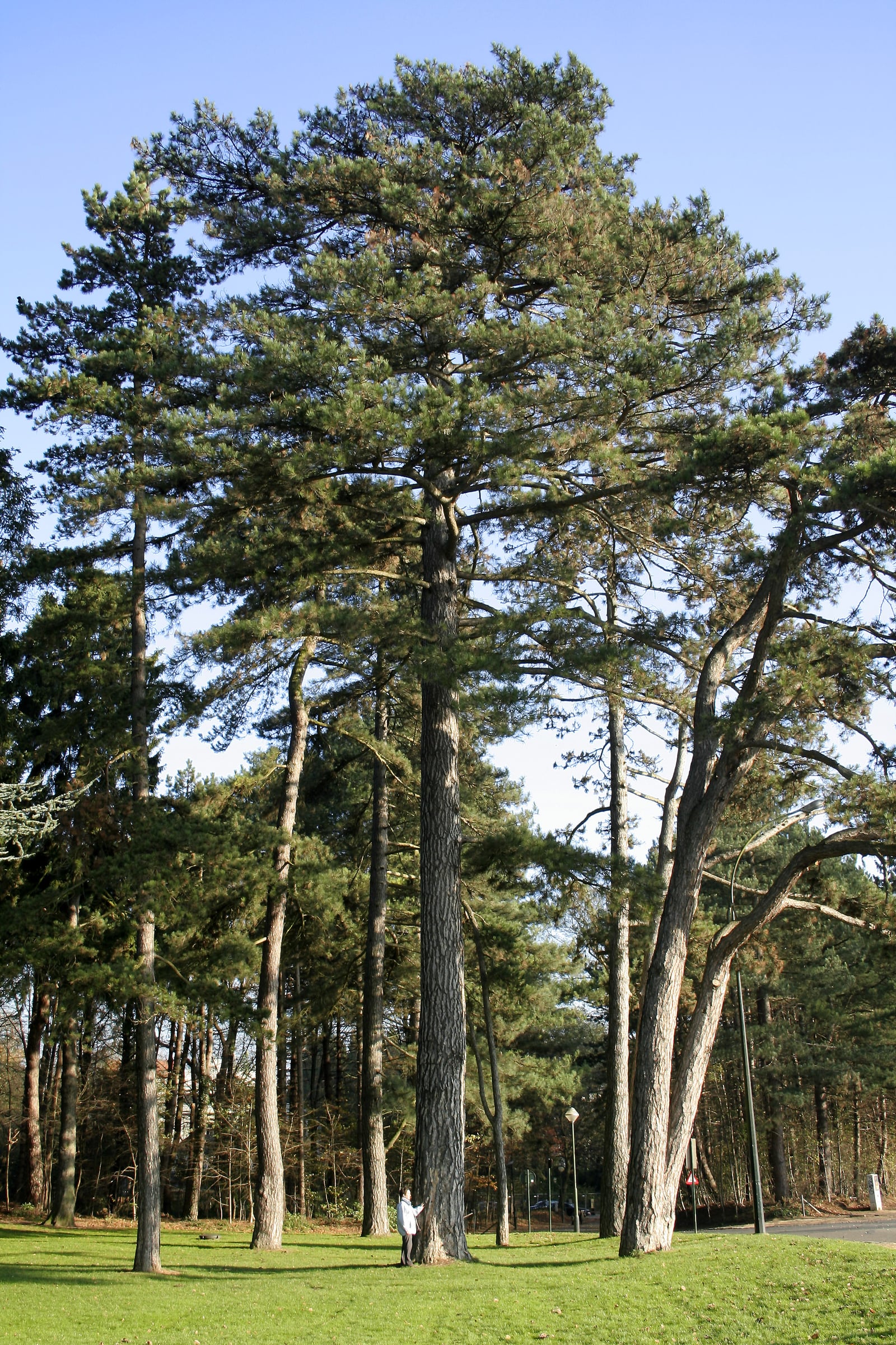 Black Pine tree