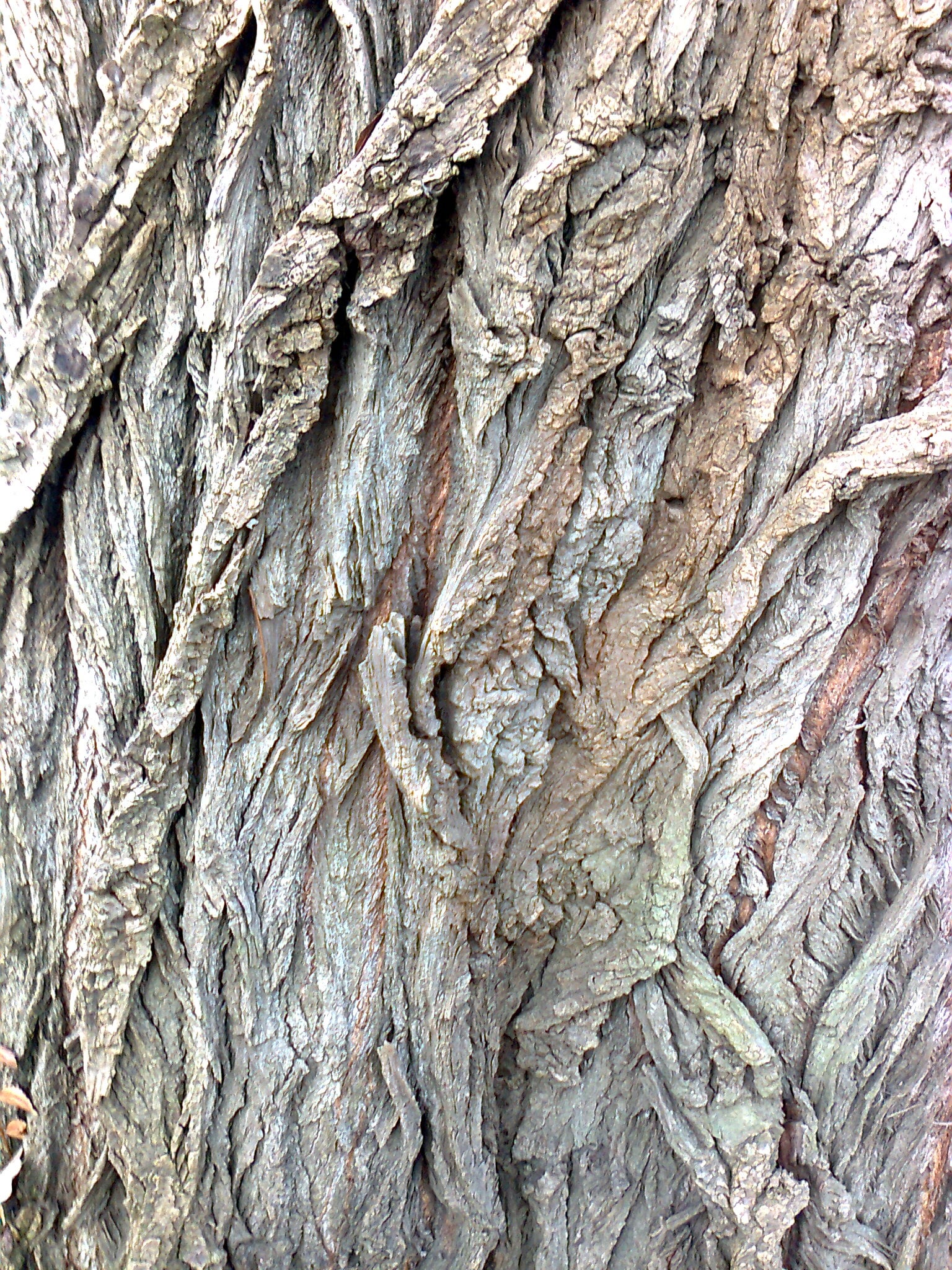 Black Poplar bark