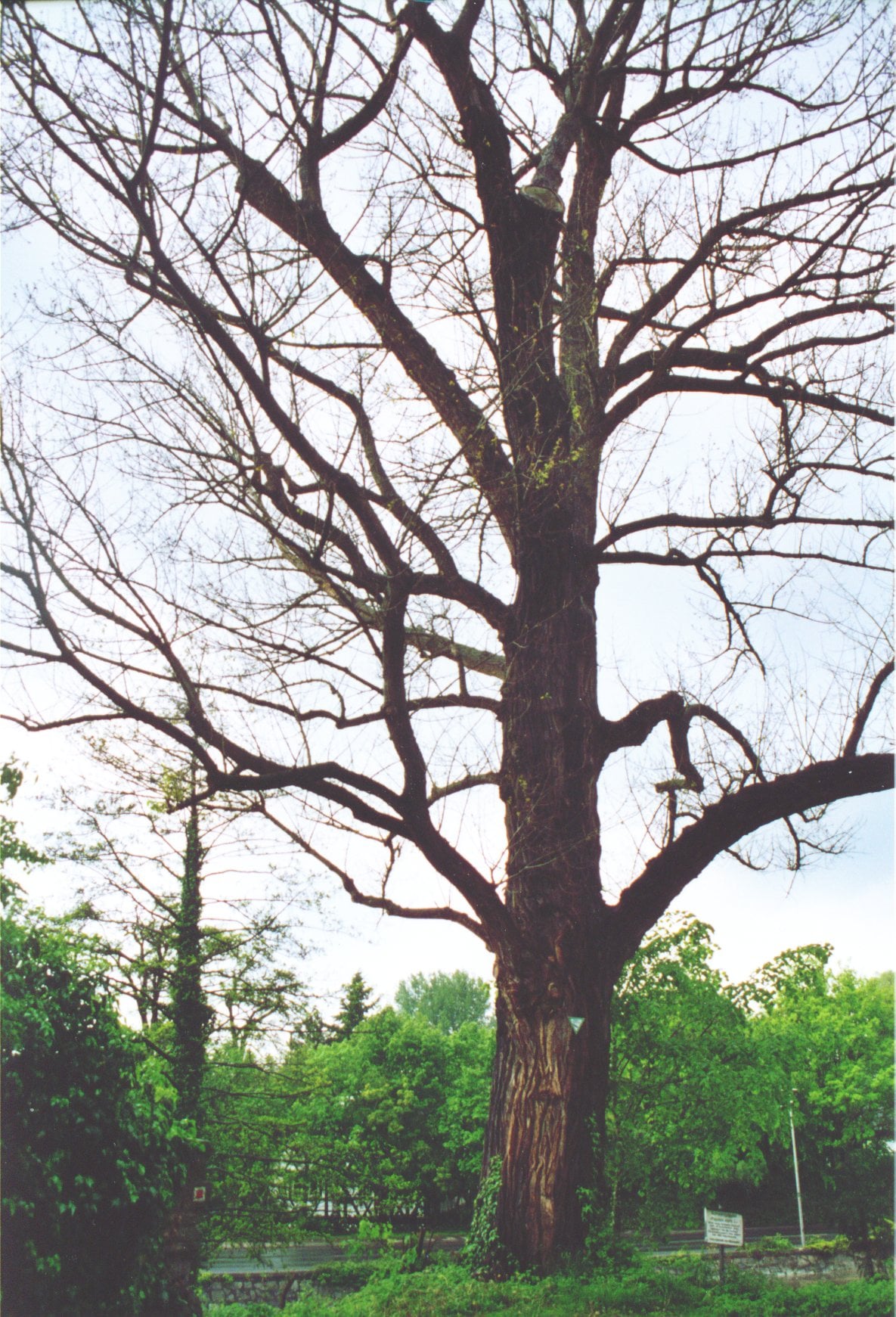 Black Poplar tree
