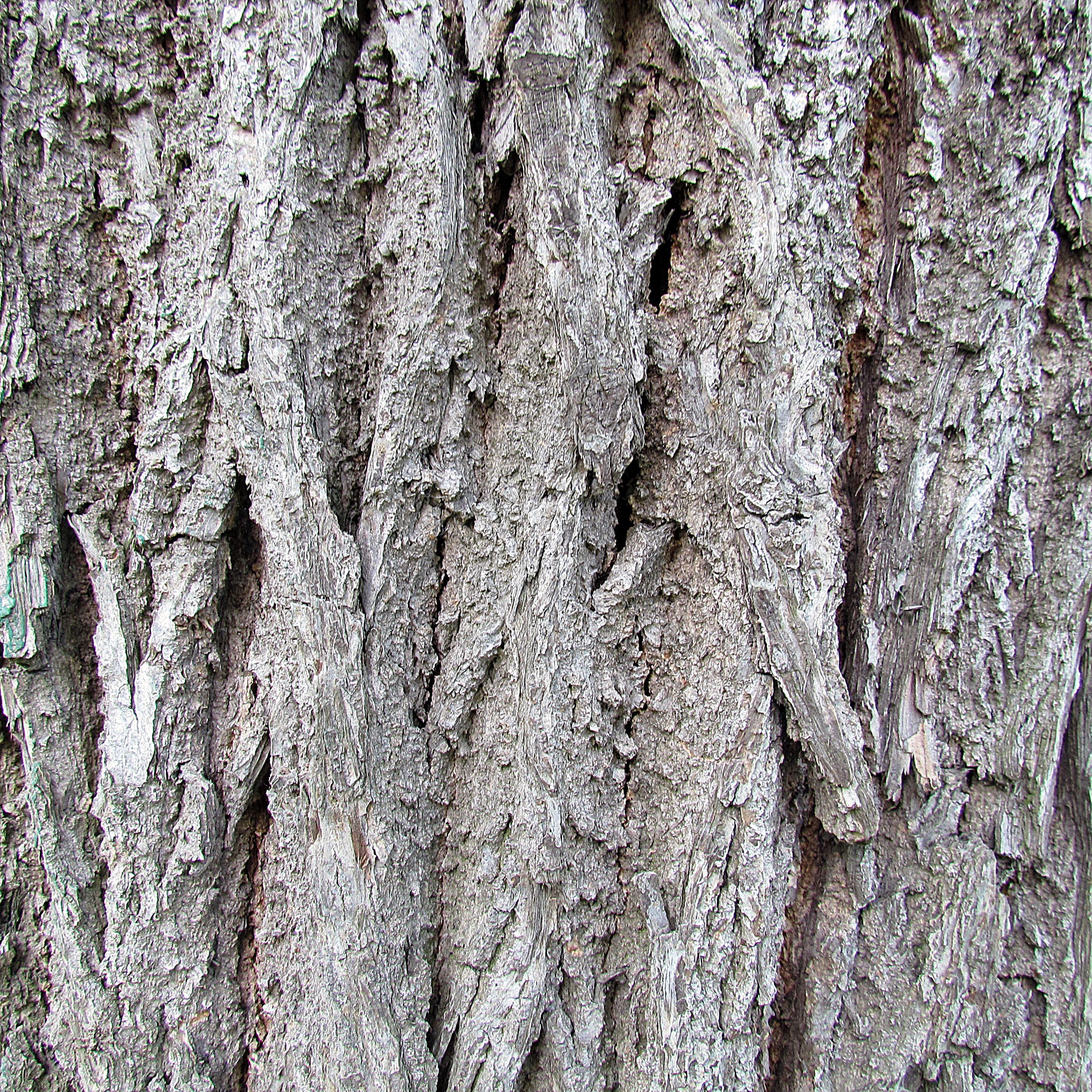 Black Walnut bark