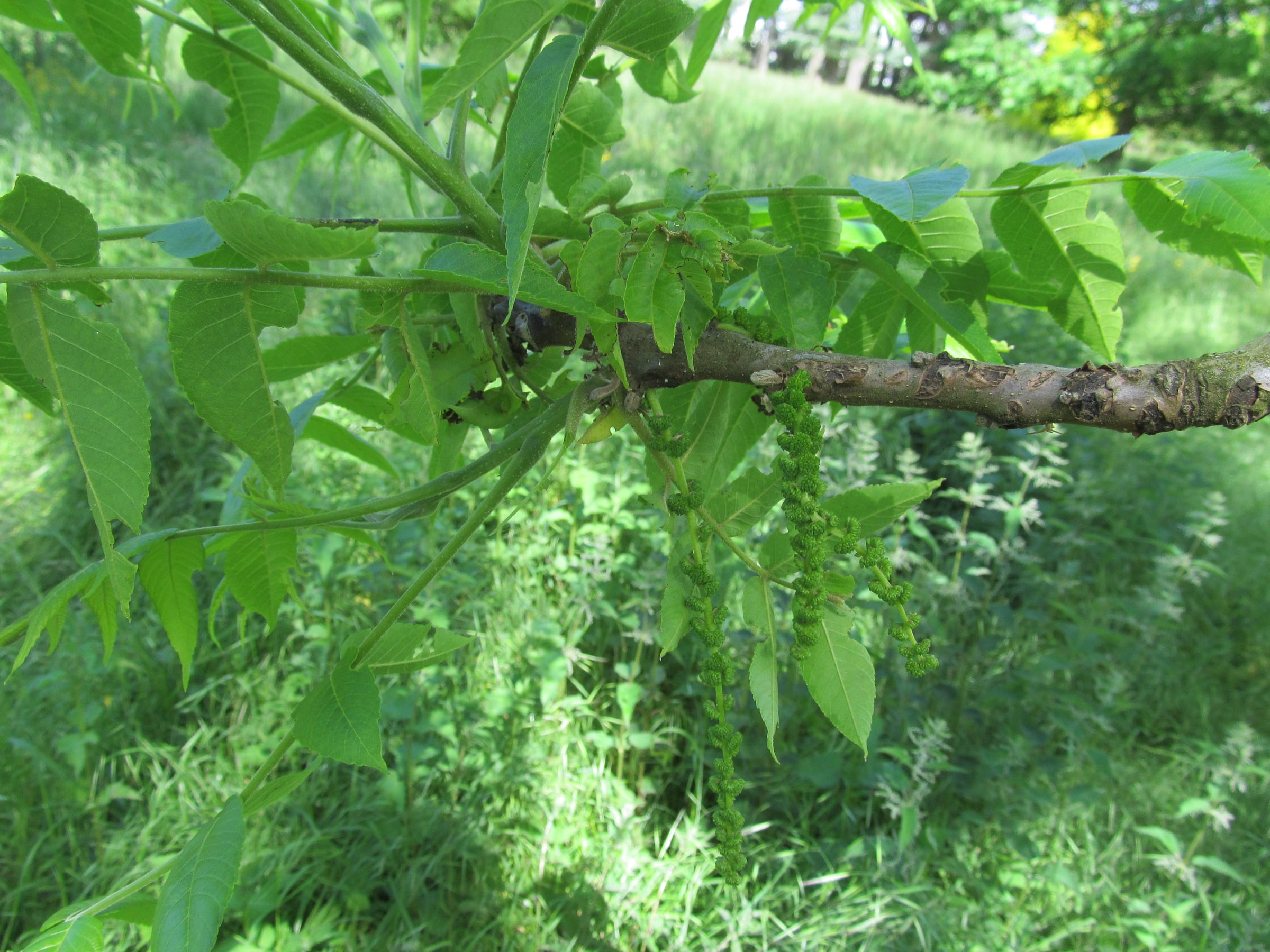 Black Walnut leaf