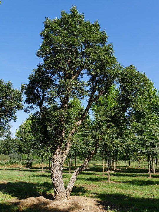 European Oak tree