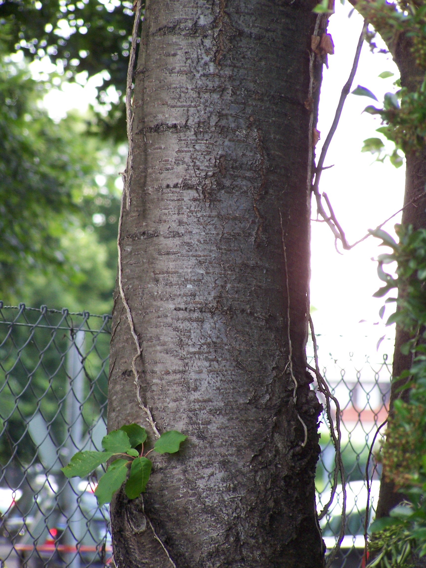 European Cherry bark