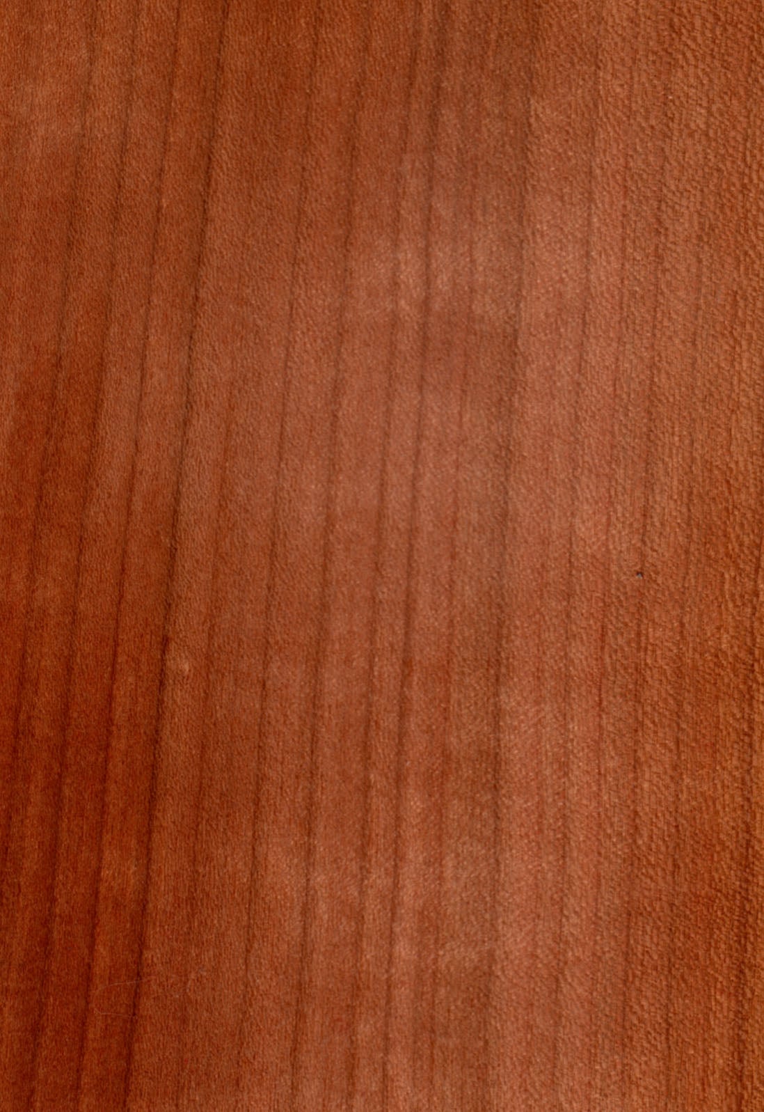 European Cherry tree