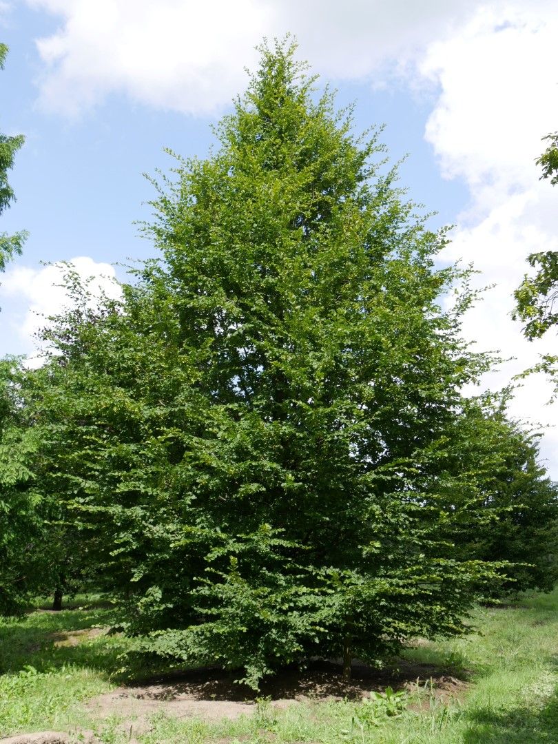 Hornbeam tree