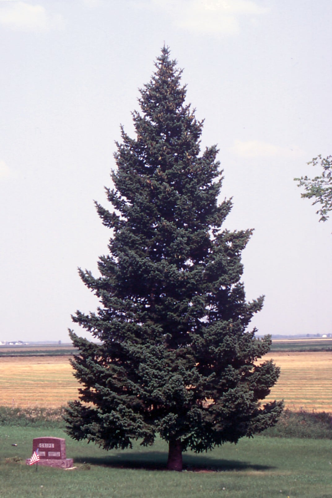 Douglas Fir tree