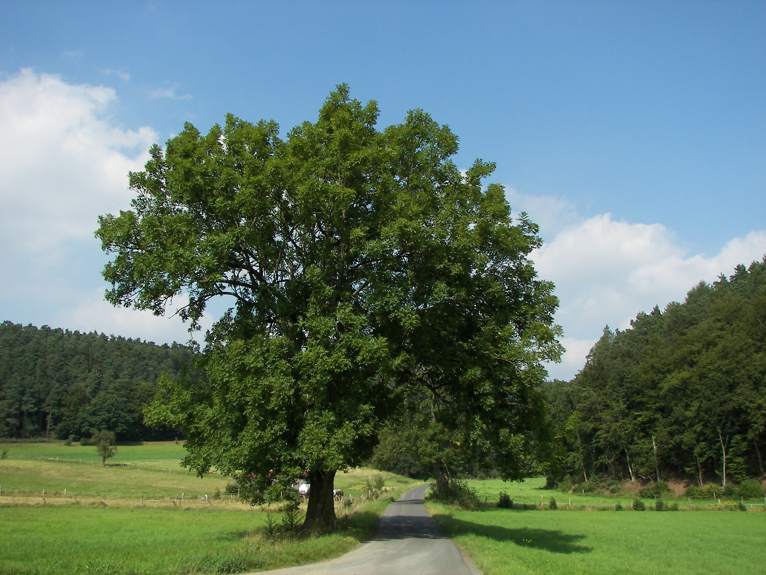European Ash tree