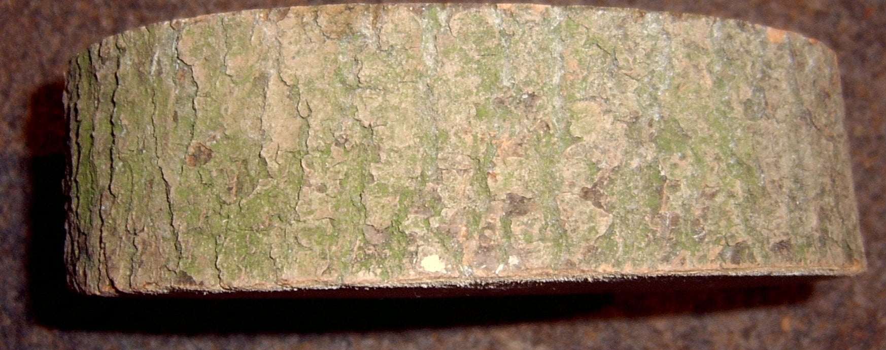 European Ash bark