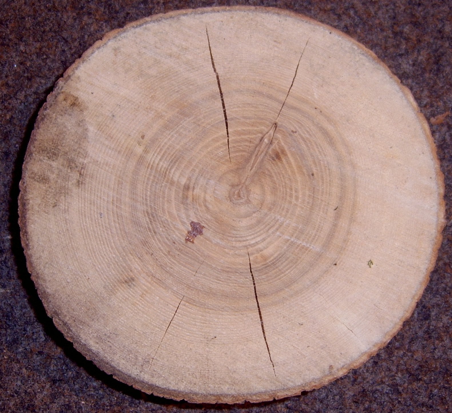 European Ash grain