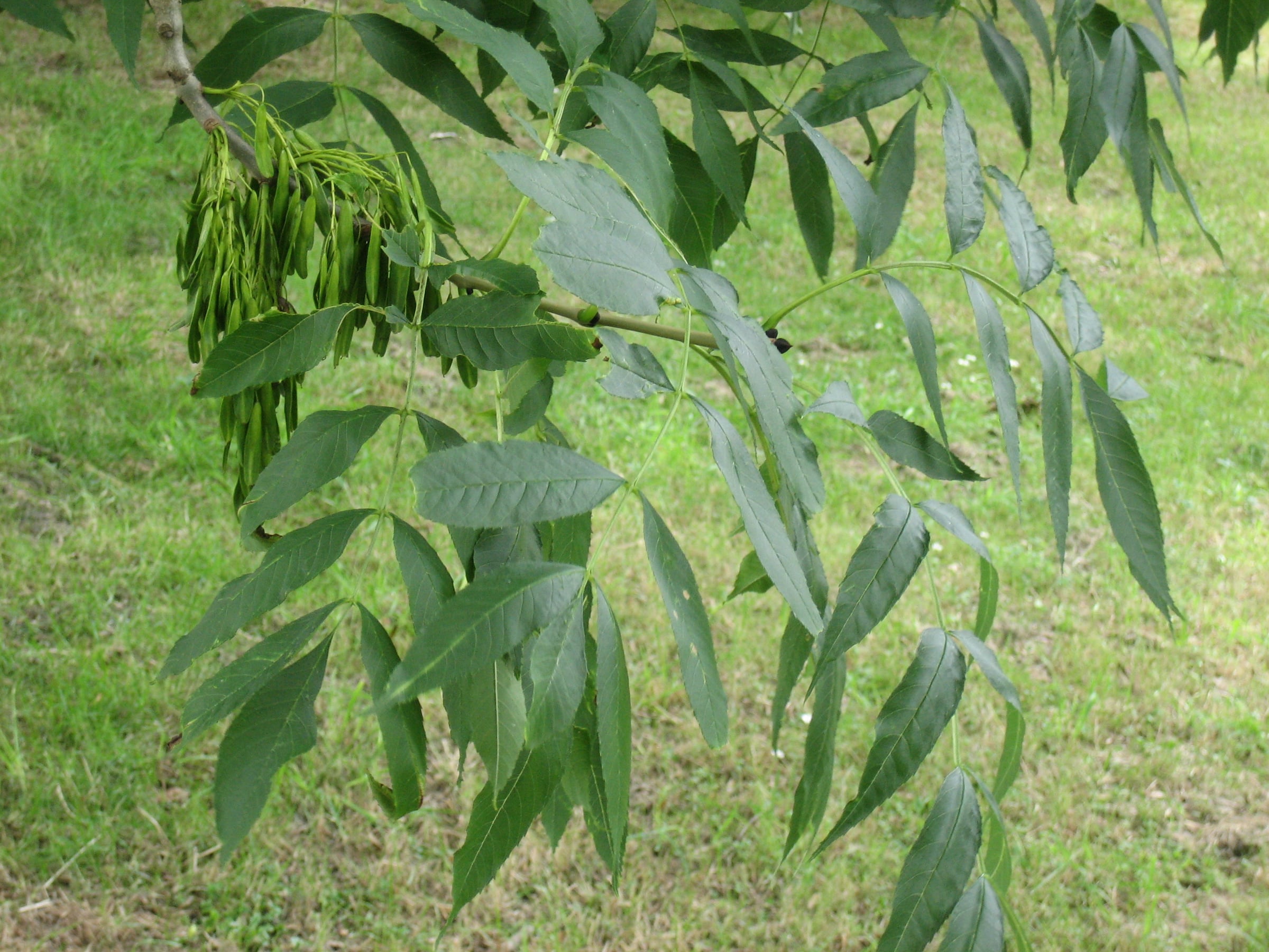 European Ash tree