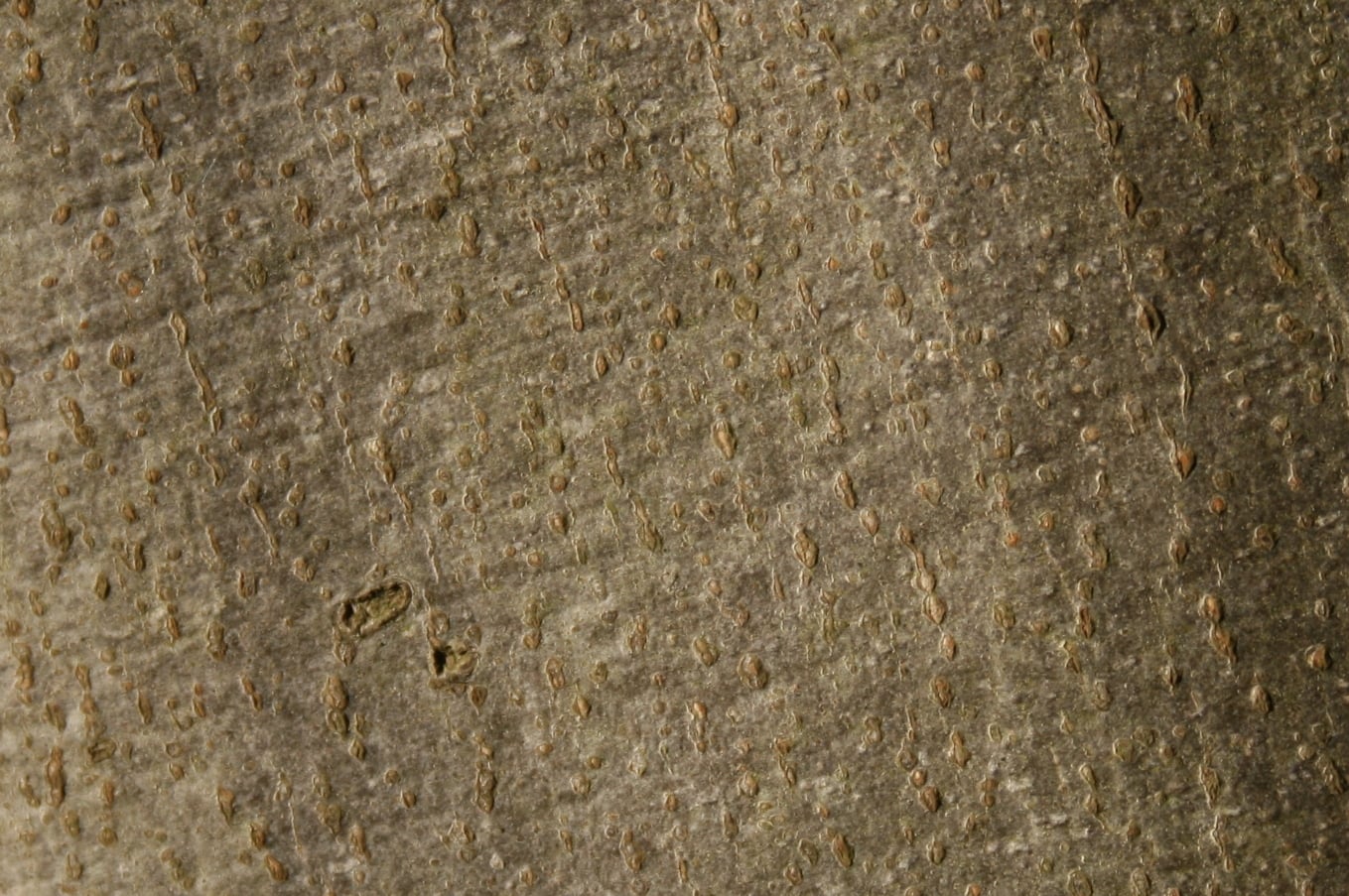 European Beech bark