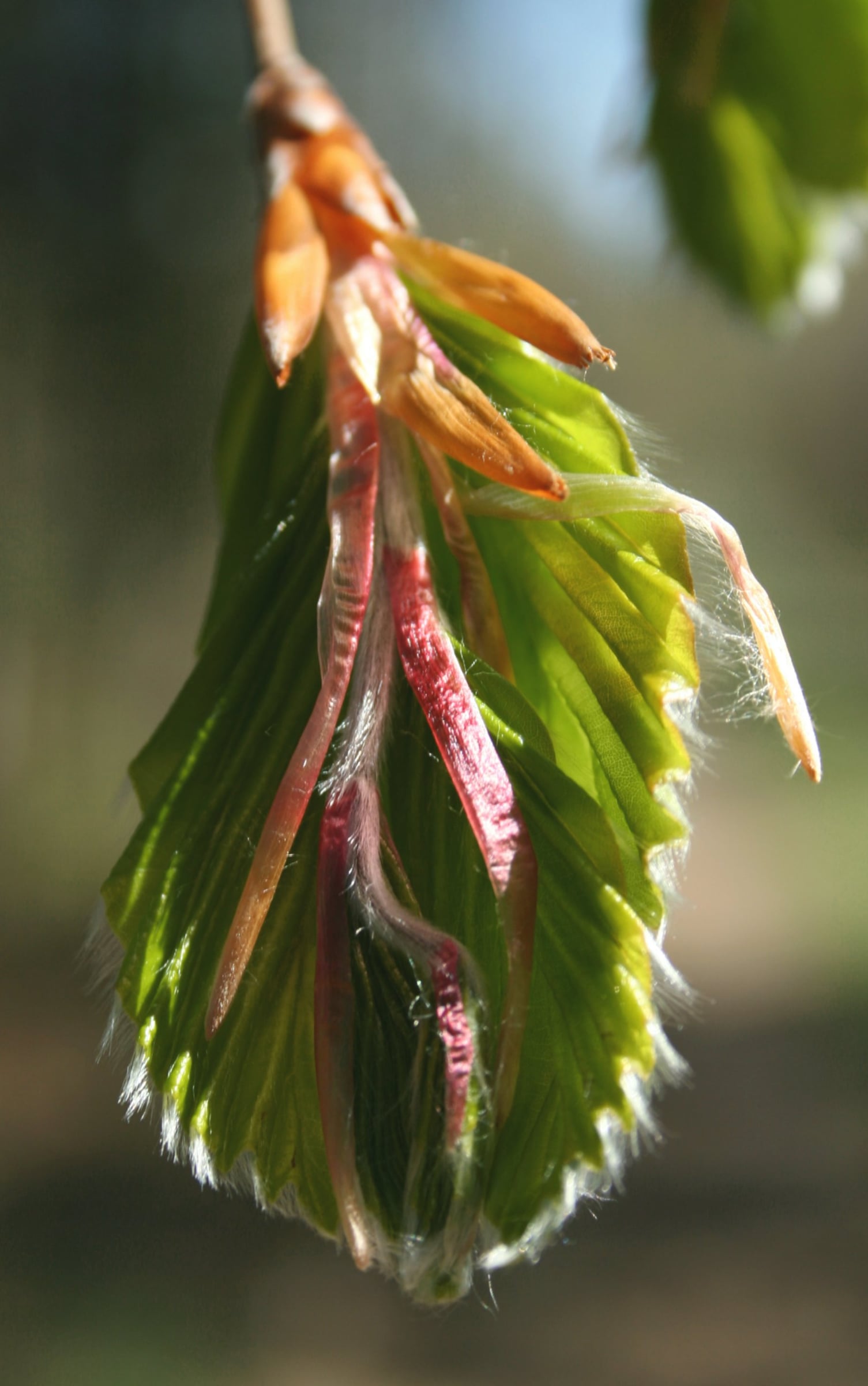 European Beech leaf