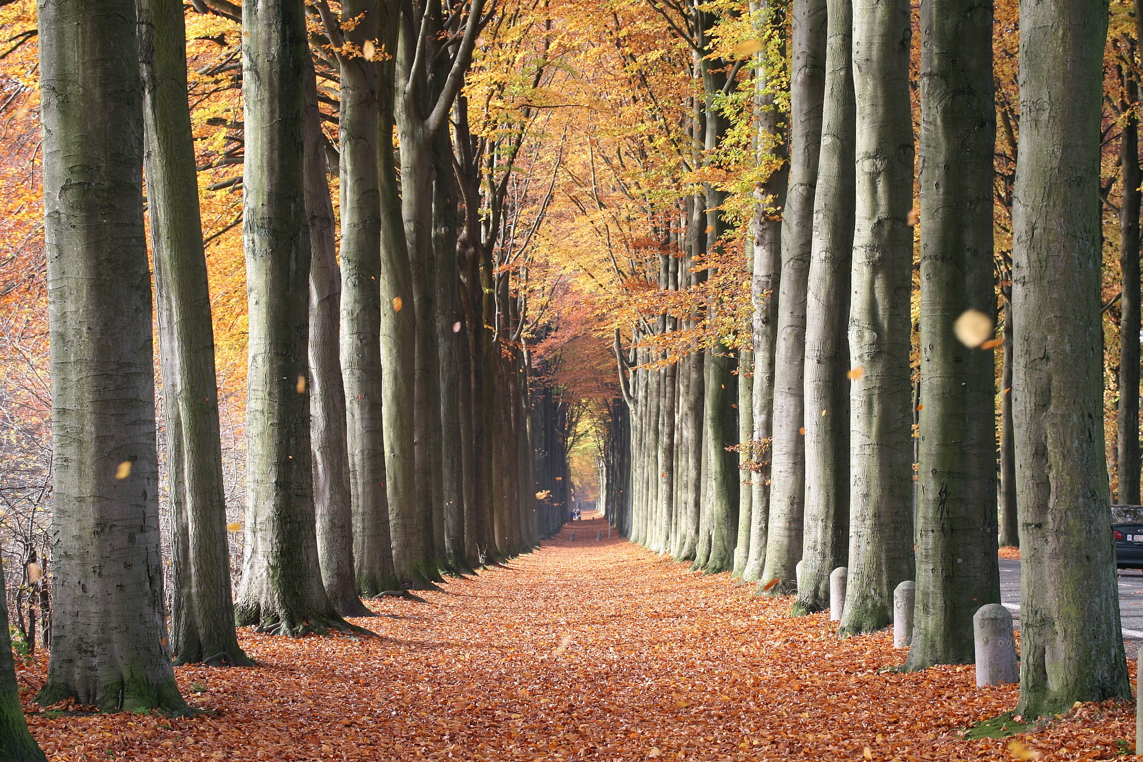 European Beech tree