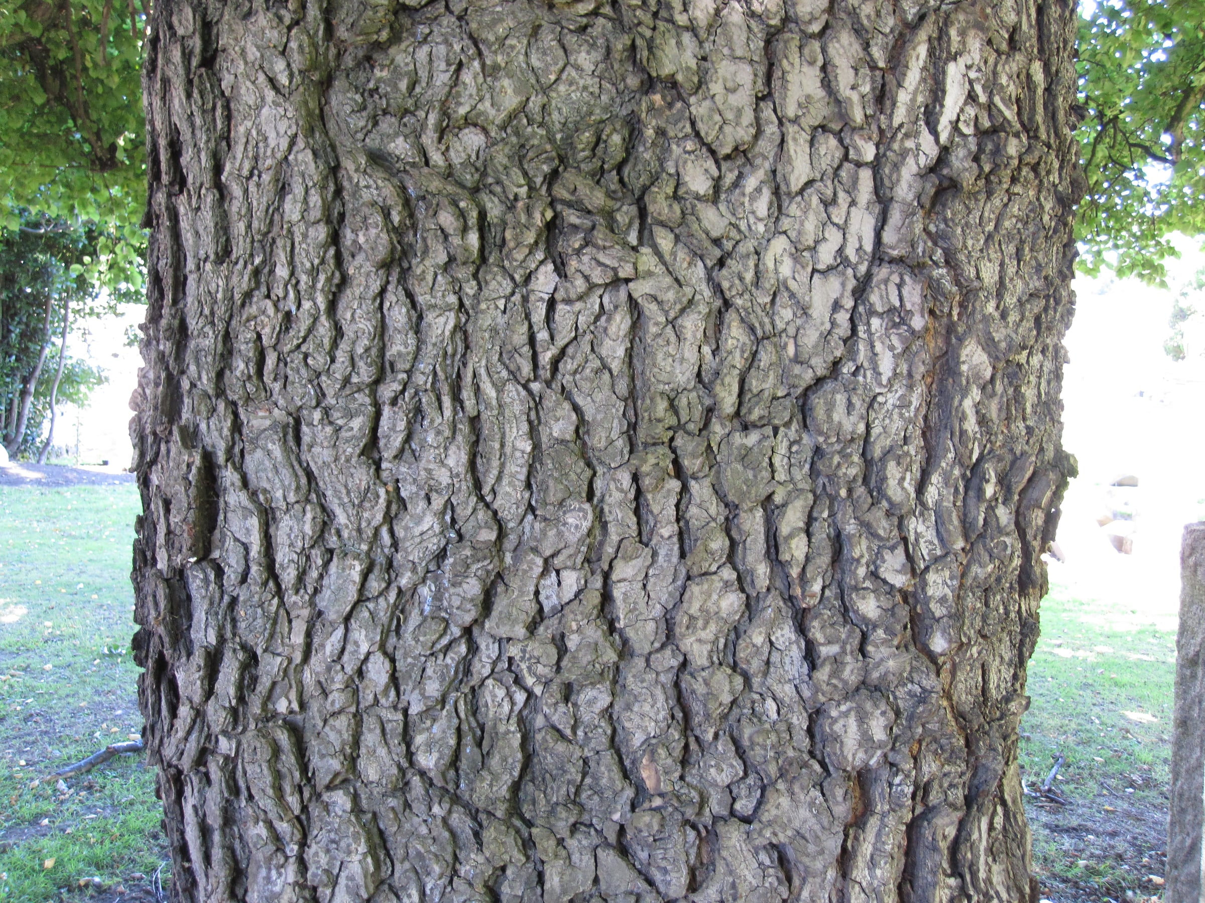 English Elm bark