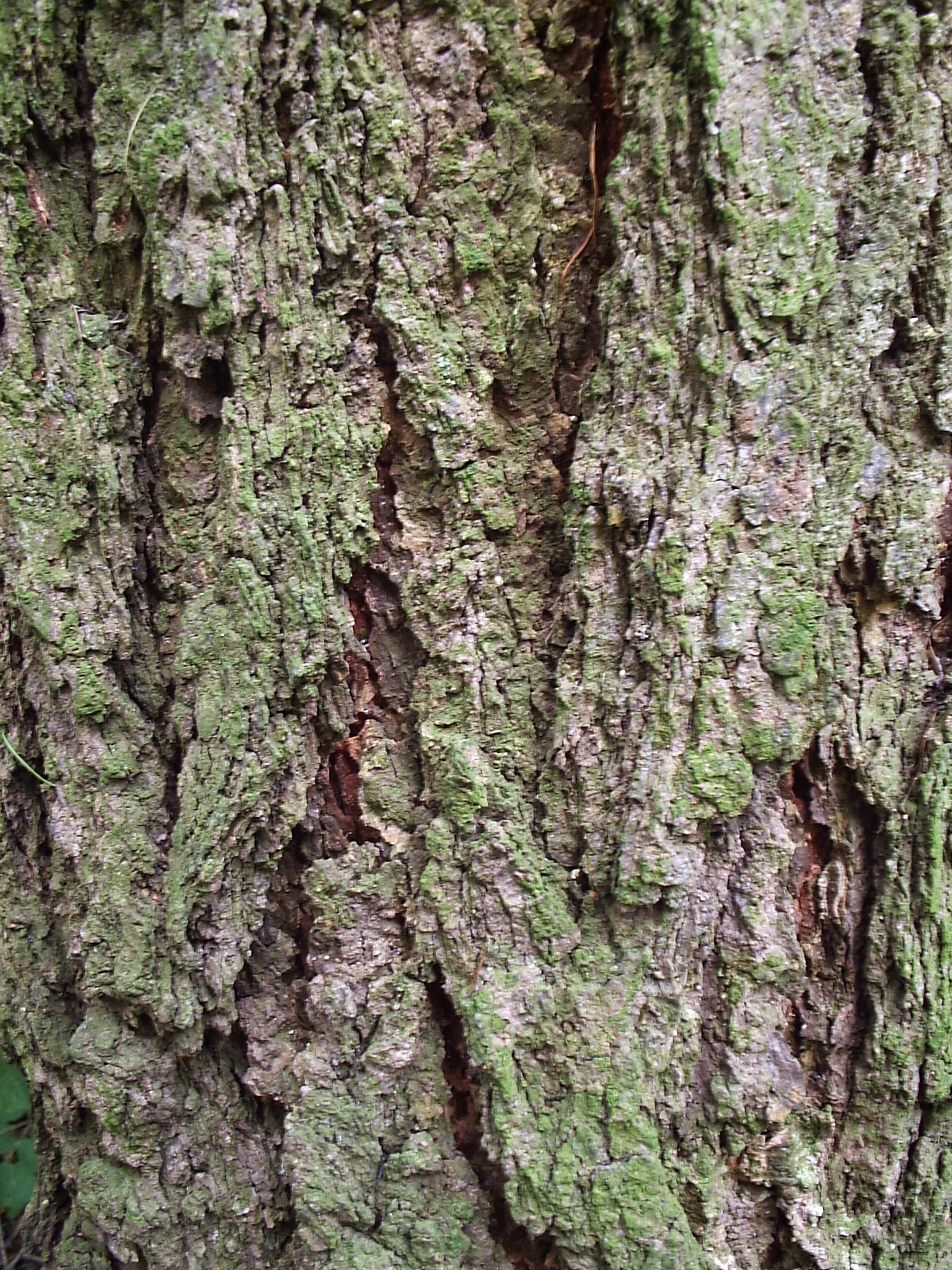 European Larch bark