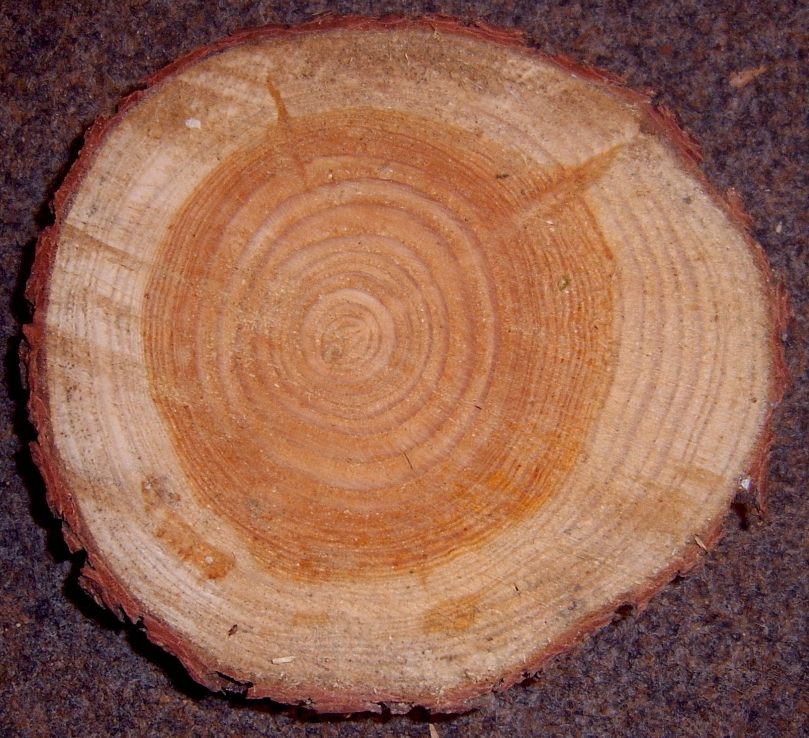 European Larch tree
