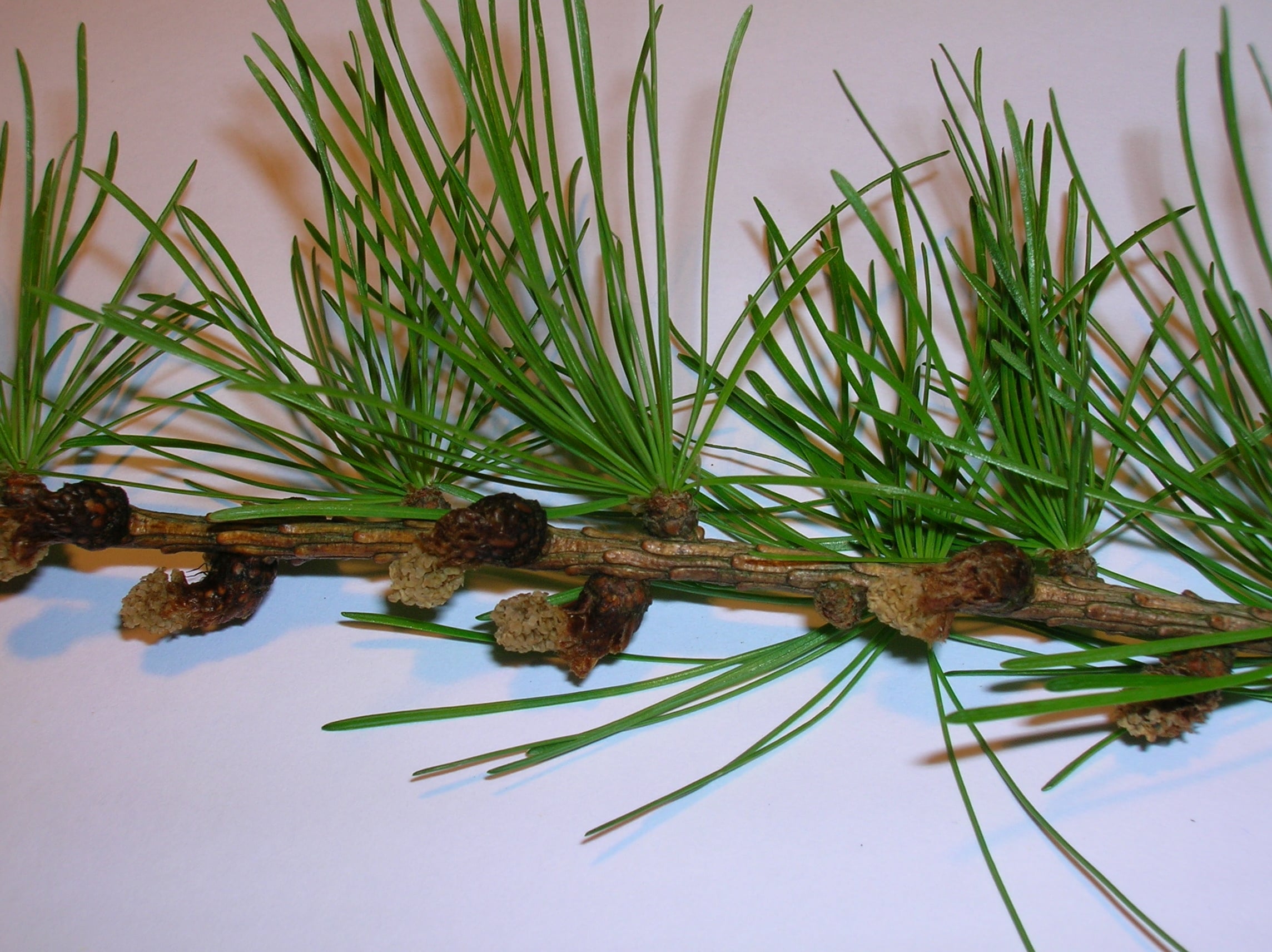 European Larch leaf