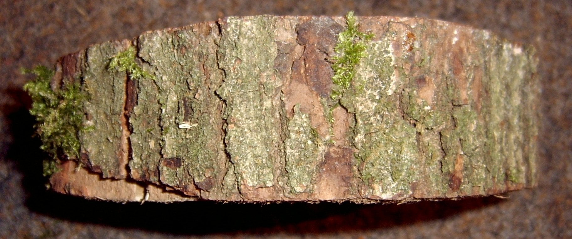 European Oak bark