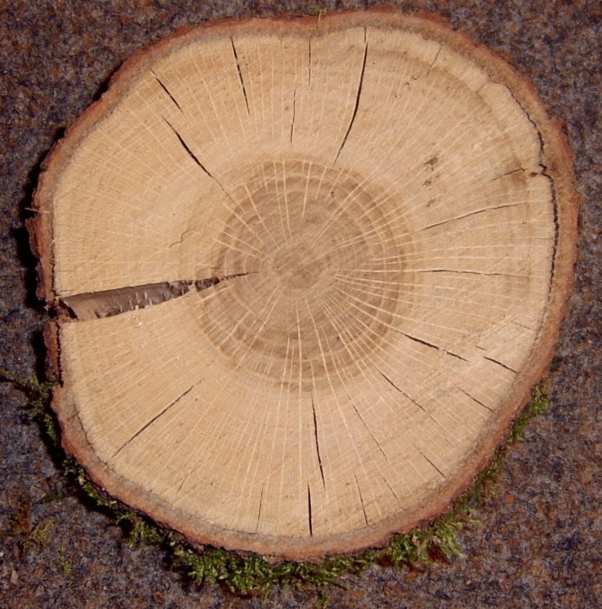 European Oak grain