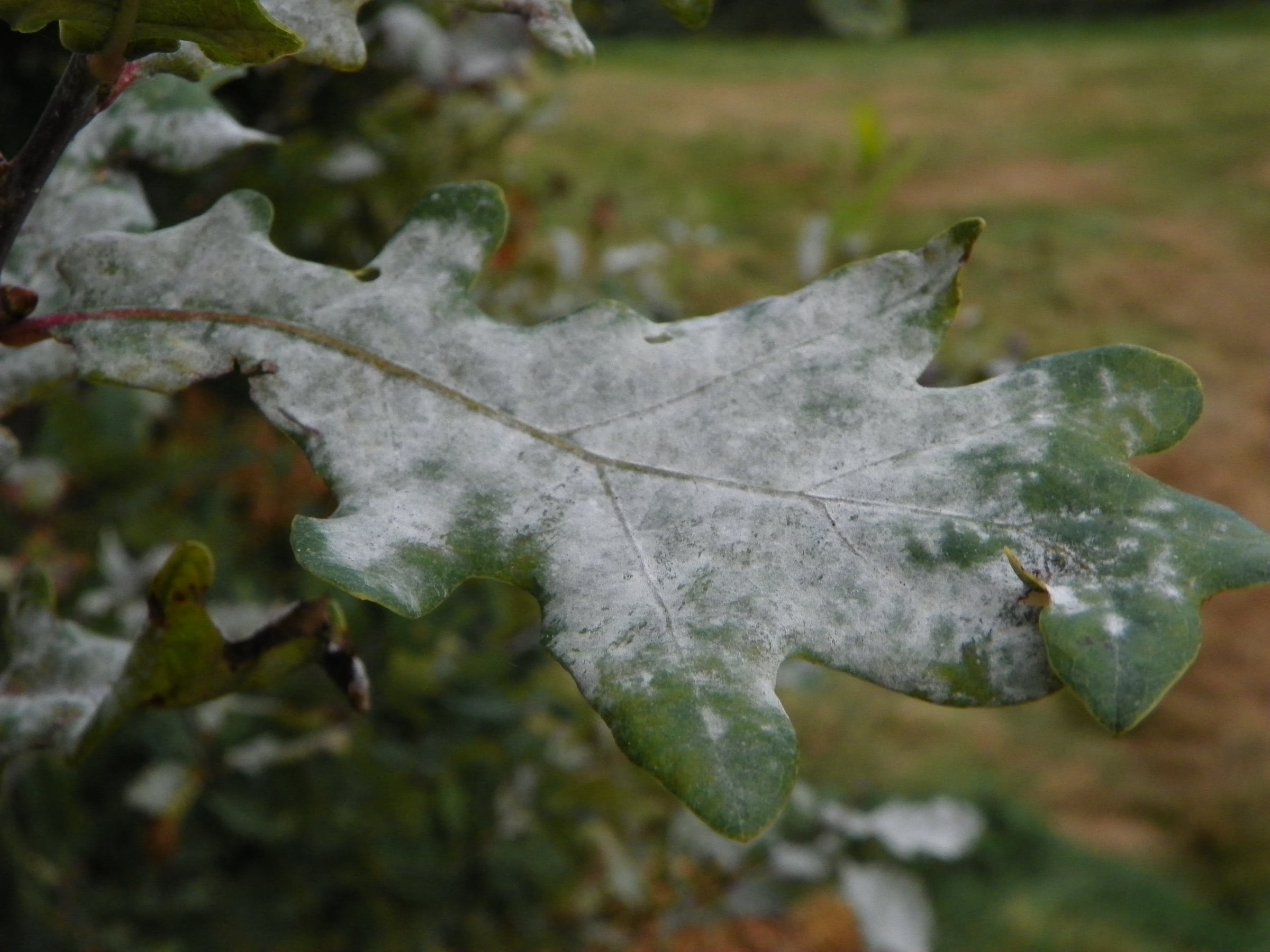 European Oak leaf