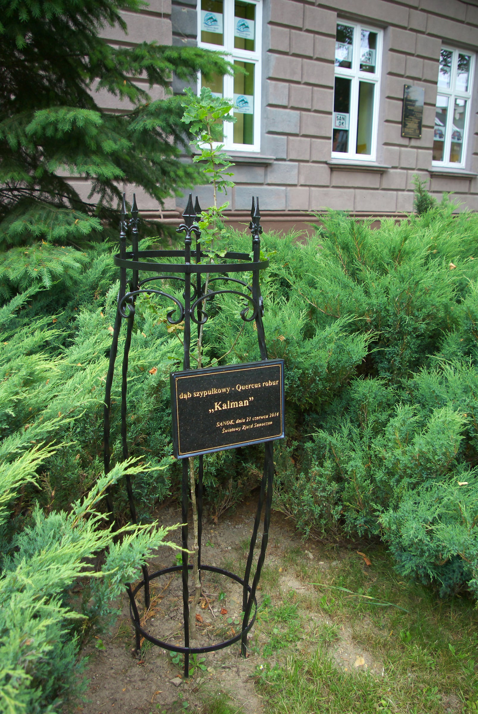 European Oak tree