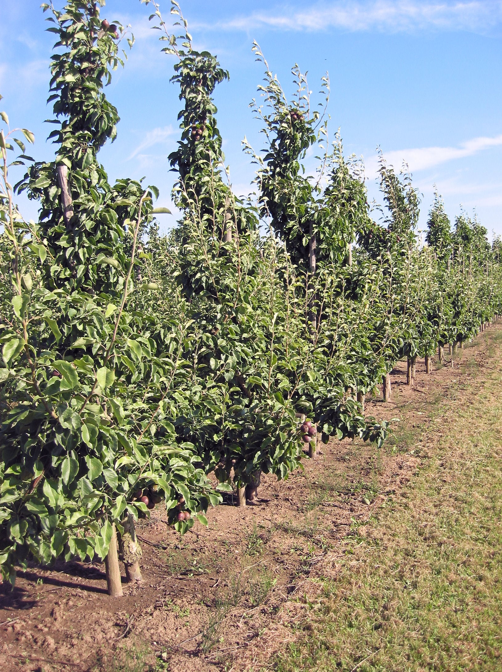 European Pear tree