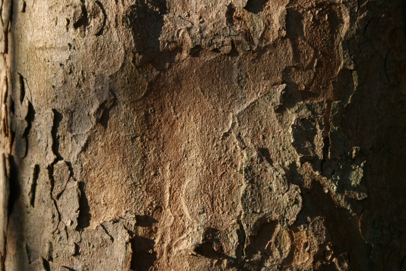 Sycamore Maple bark