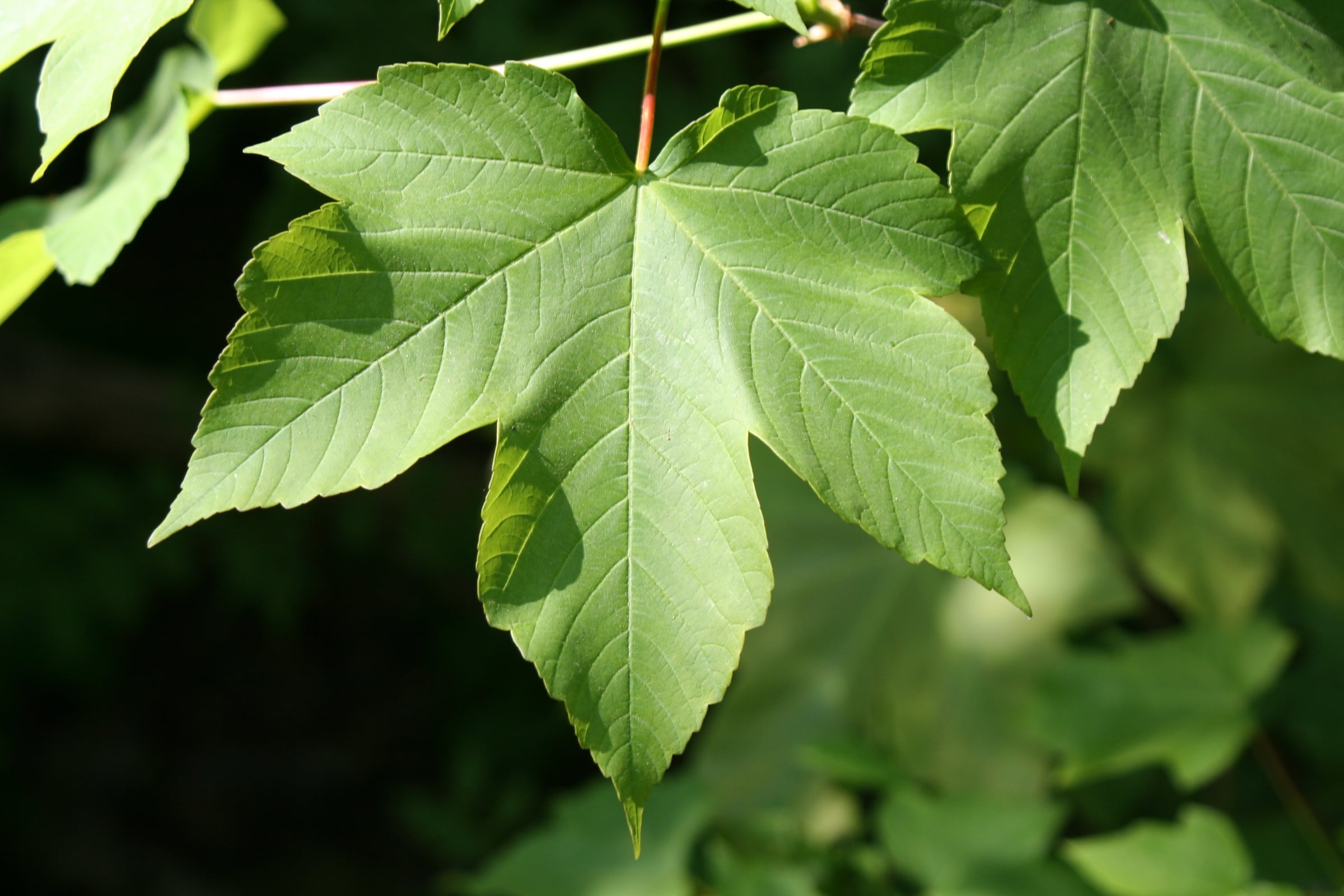 Sycamore Maple leaf