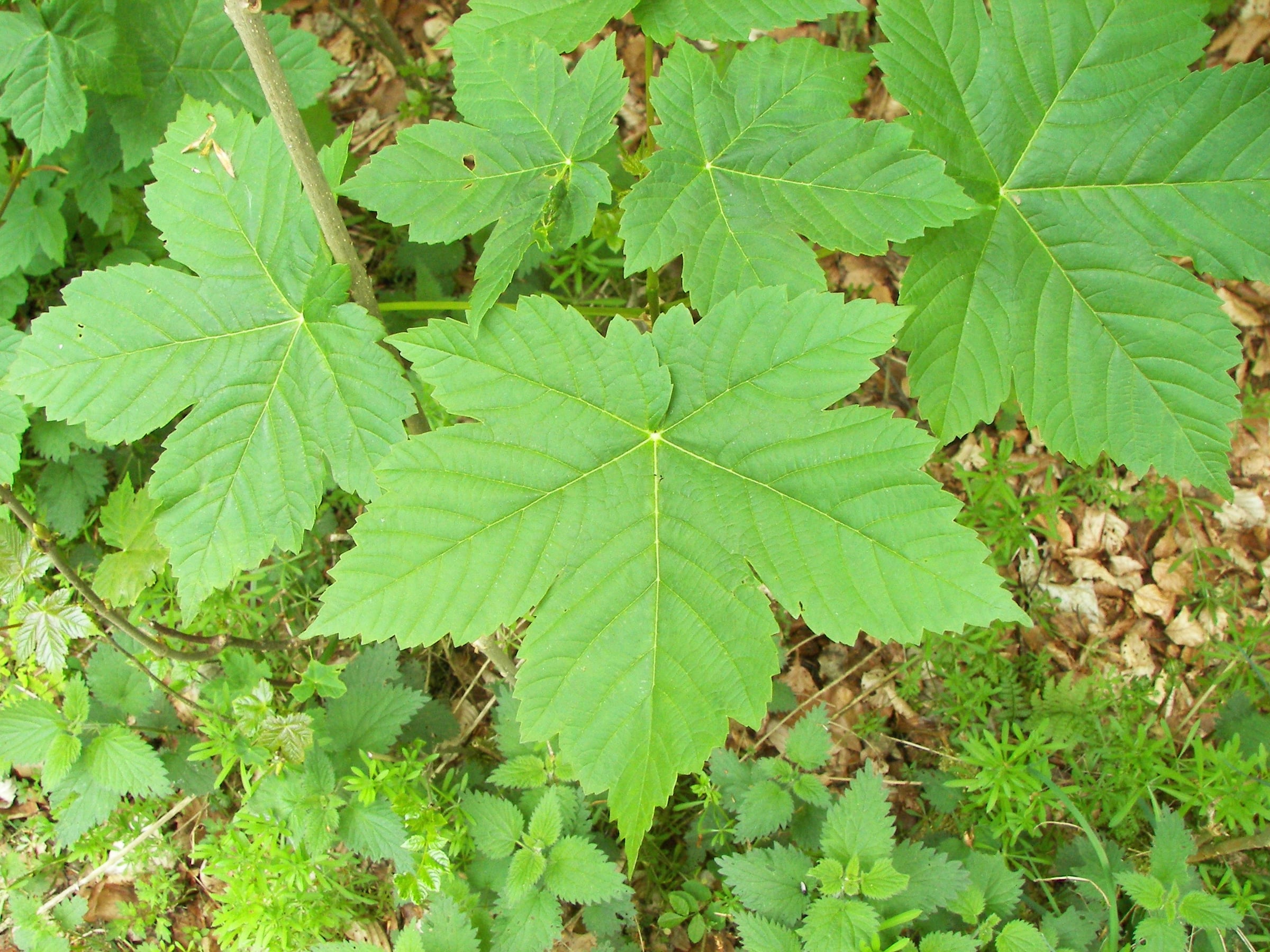 Sycamore Maple tree