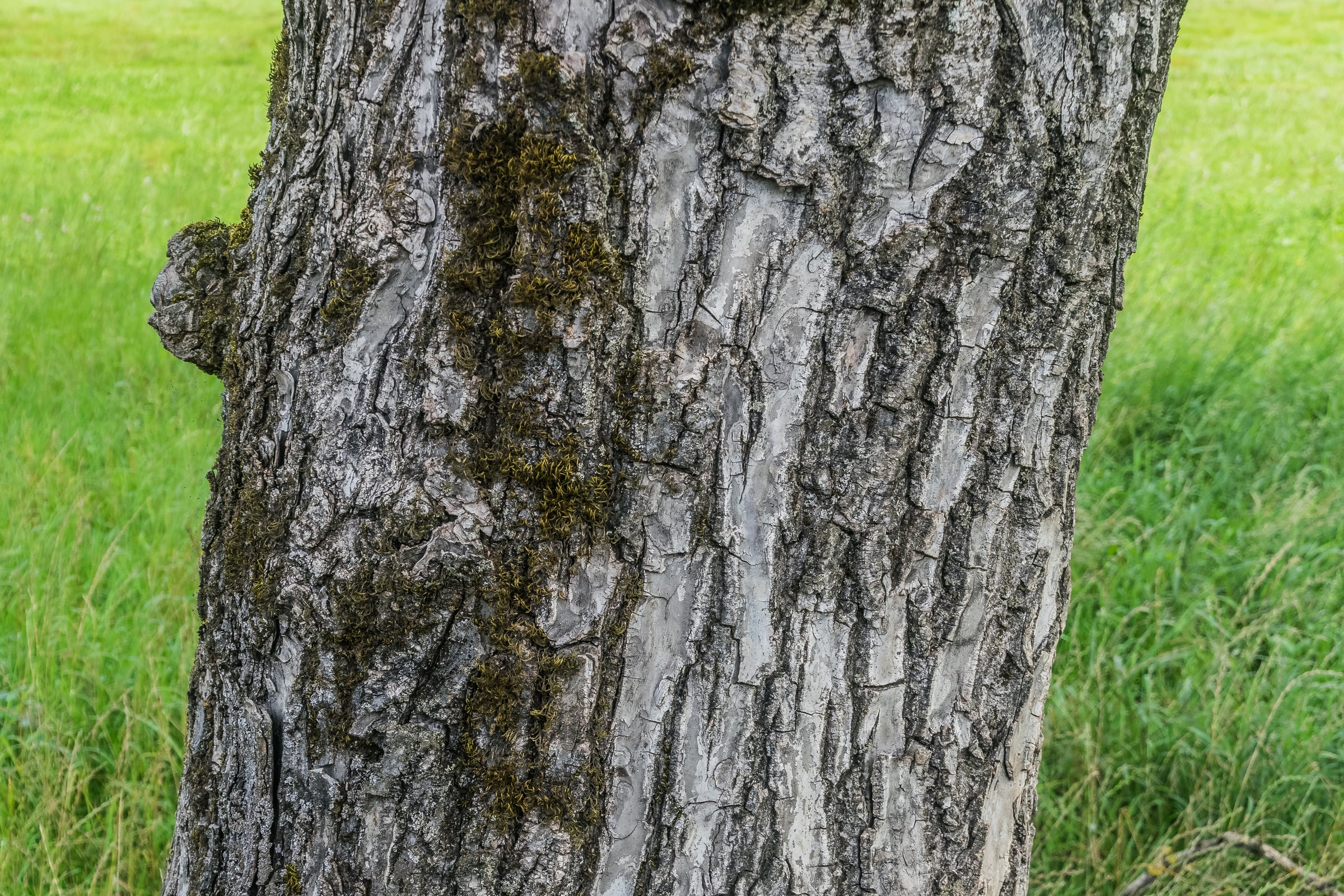 European Walnut bark