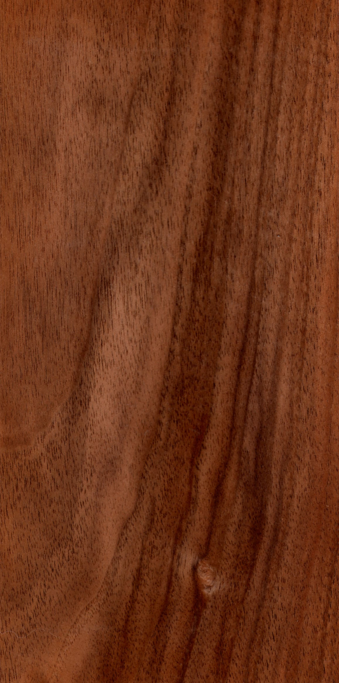 European Walnut tree