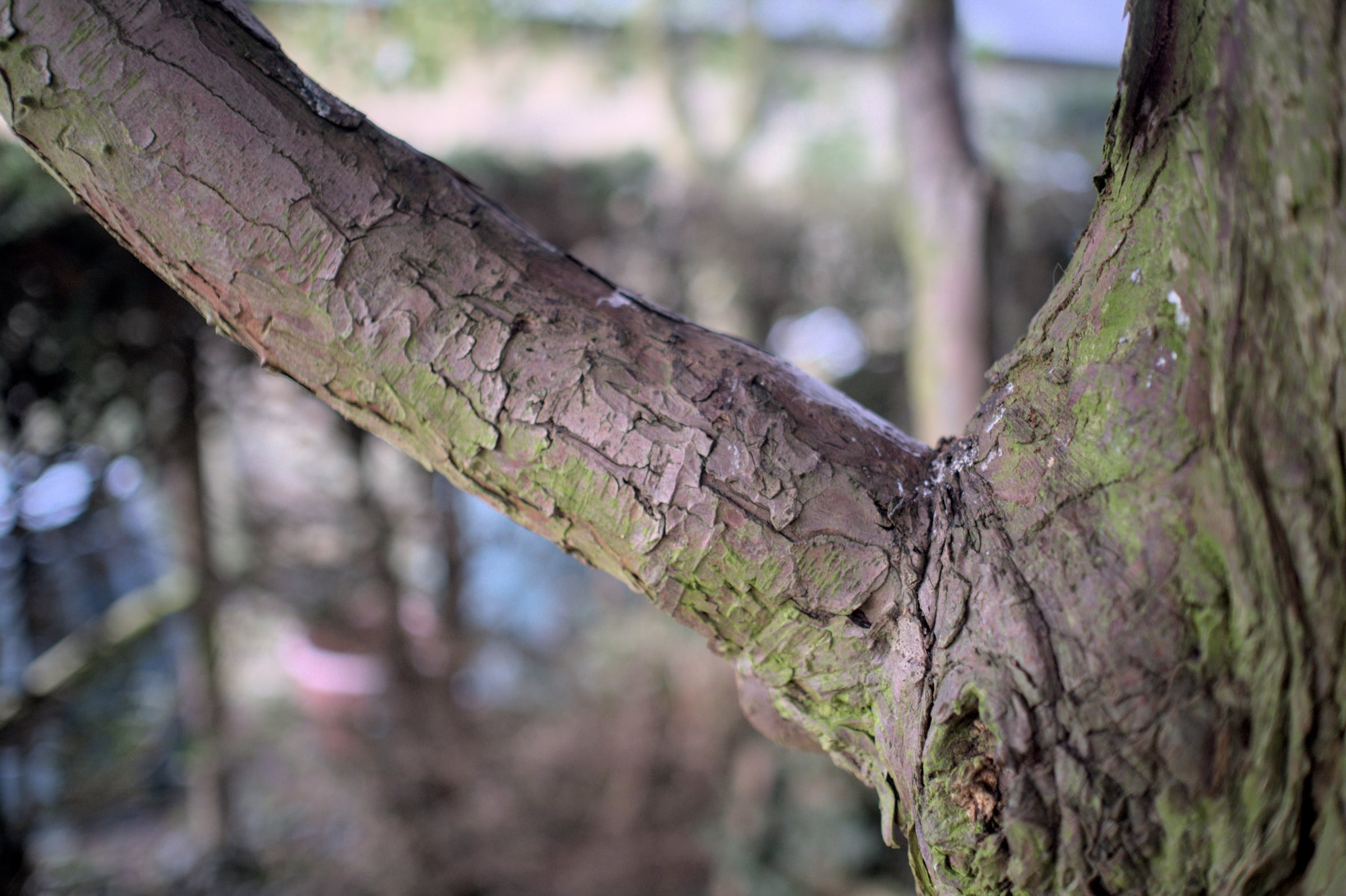European Yew bark
