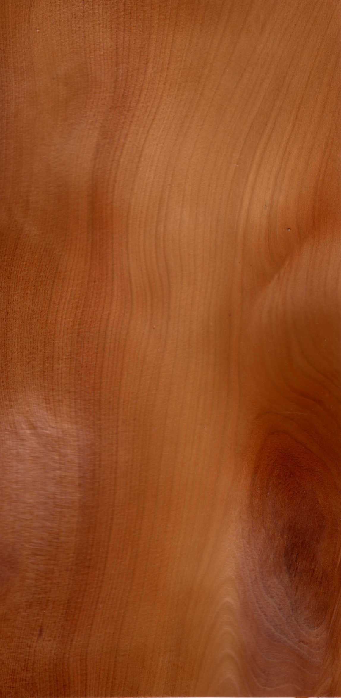 European Yew grain