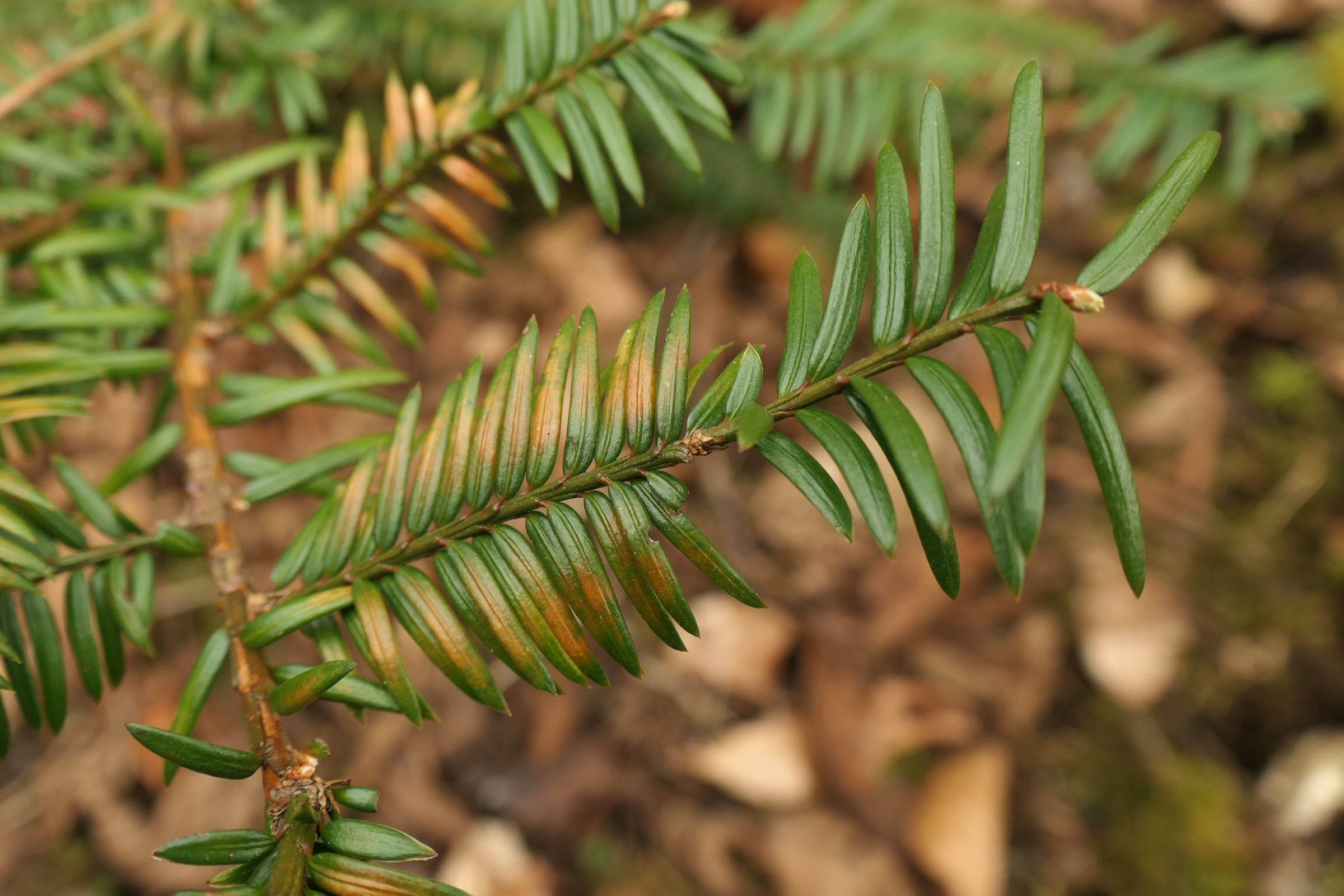 European Yew leaf