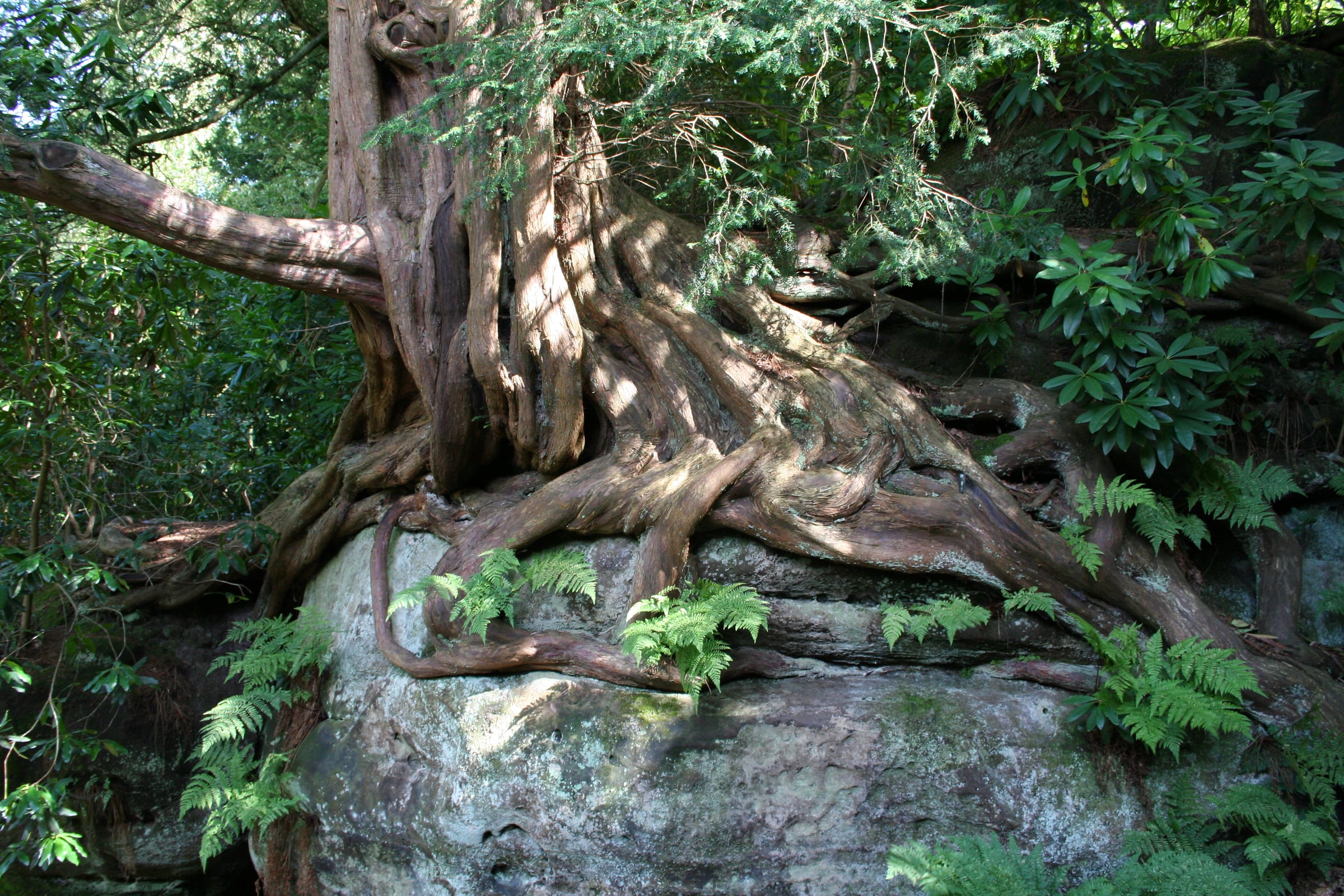 European Yew tree