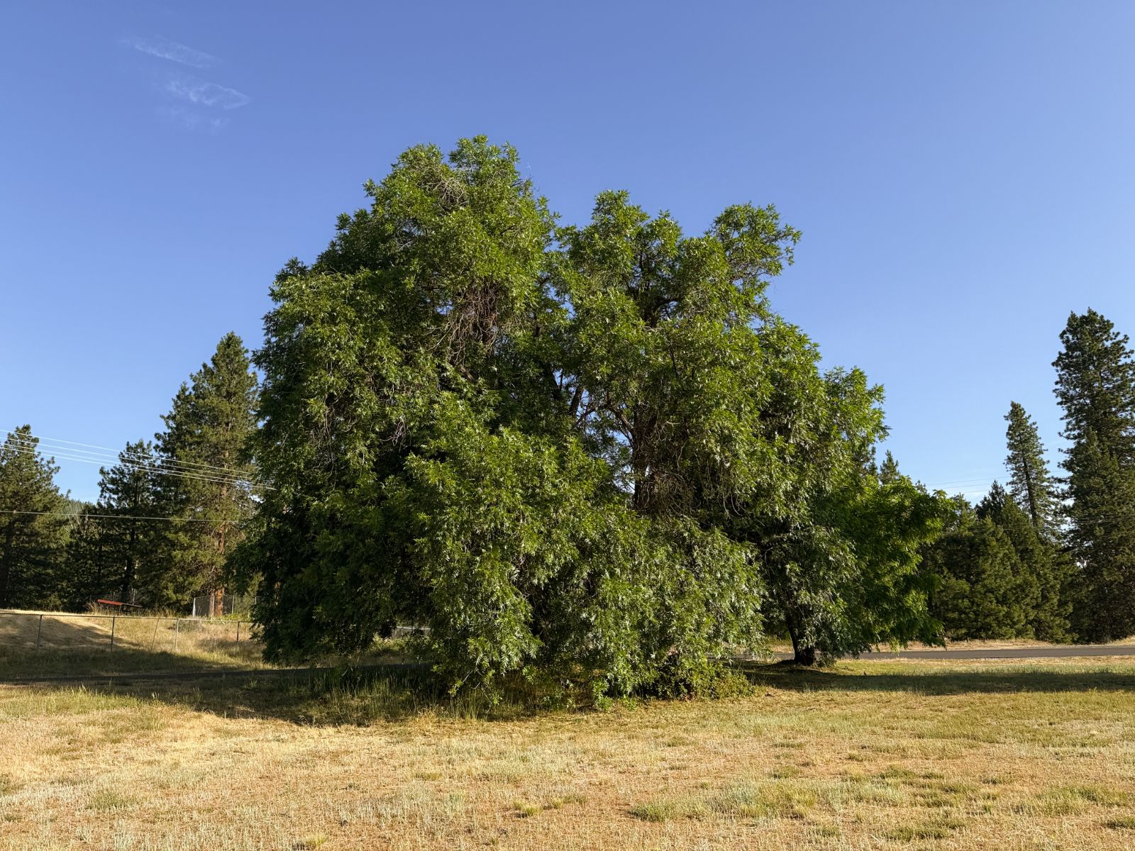 Claro Walnut tree