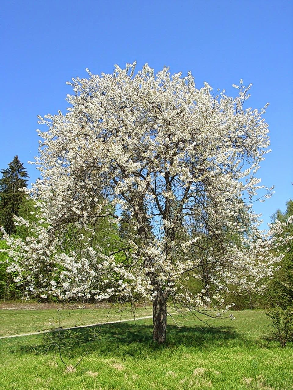 European Cherry tree