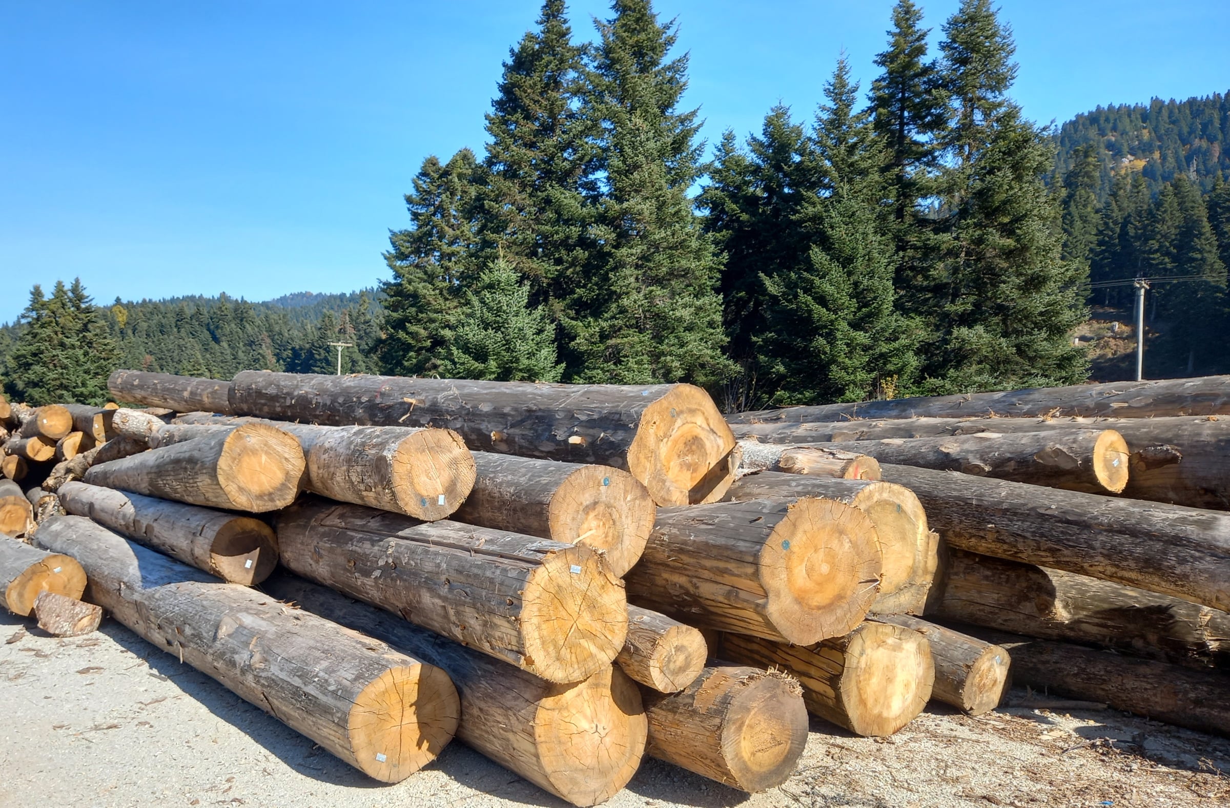Greek Fir grain