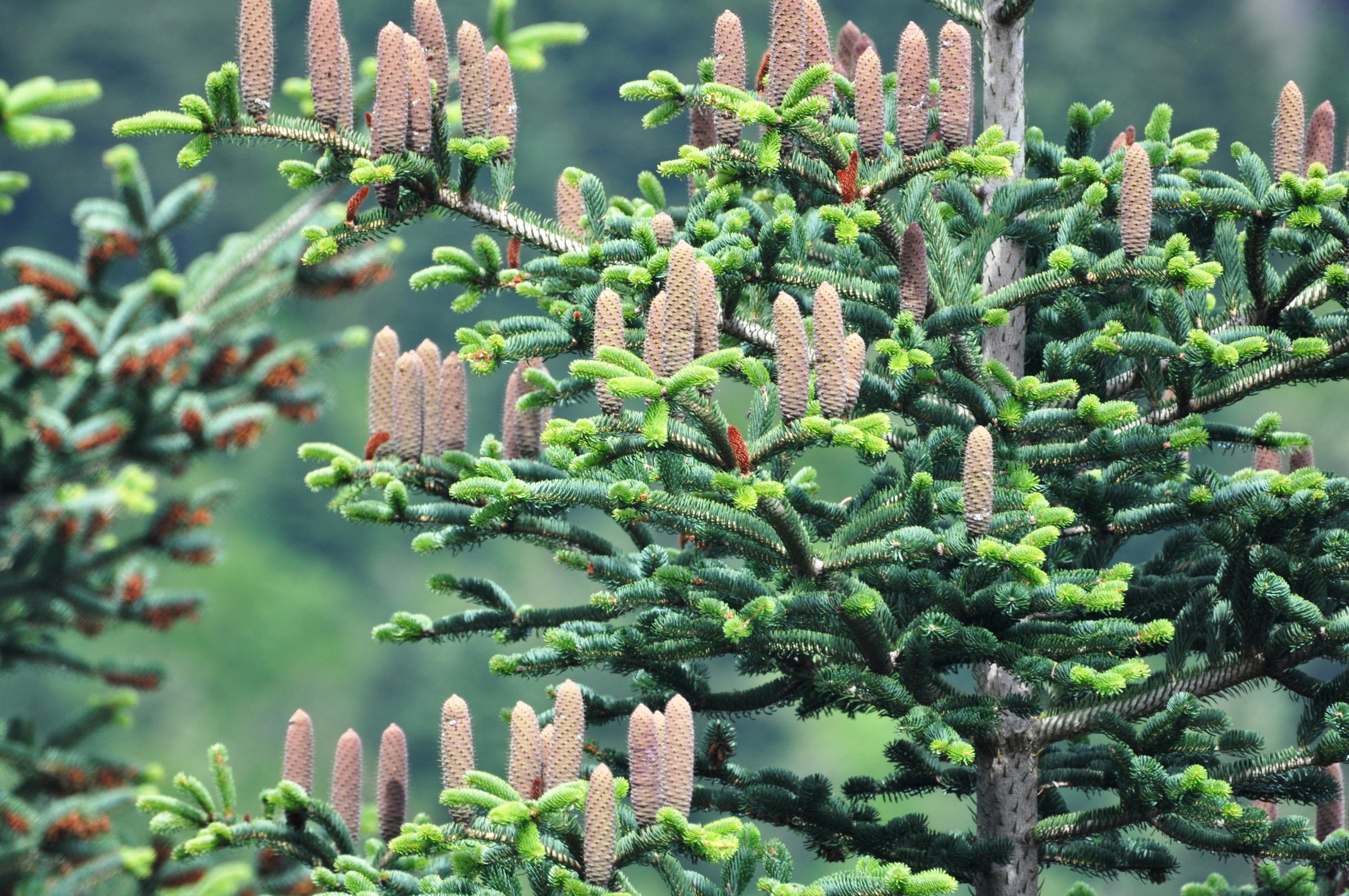 Greek Fir tree