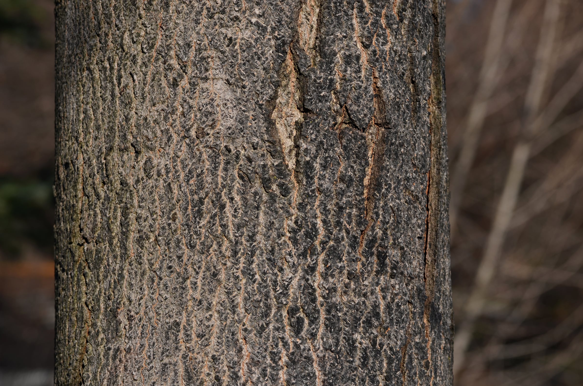 Hard Maple bark