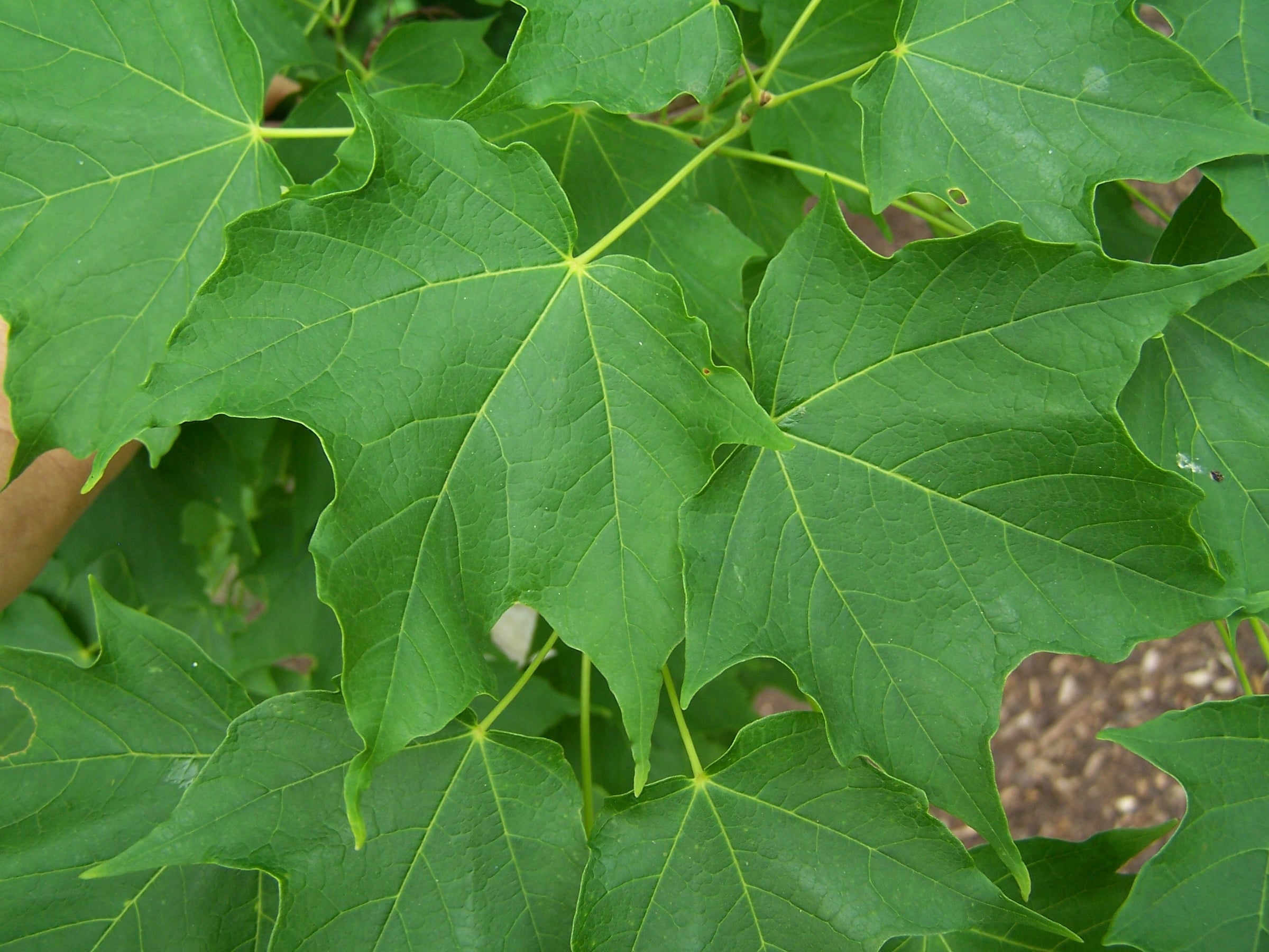 Hard Maple leaf