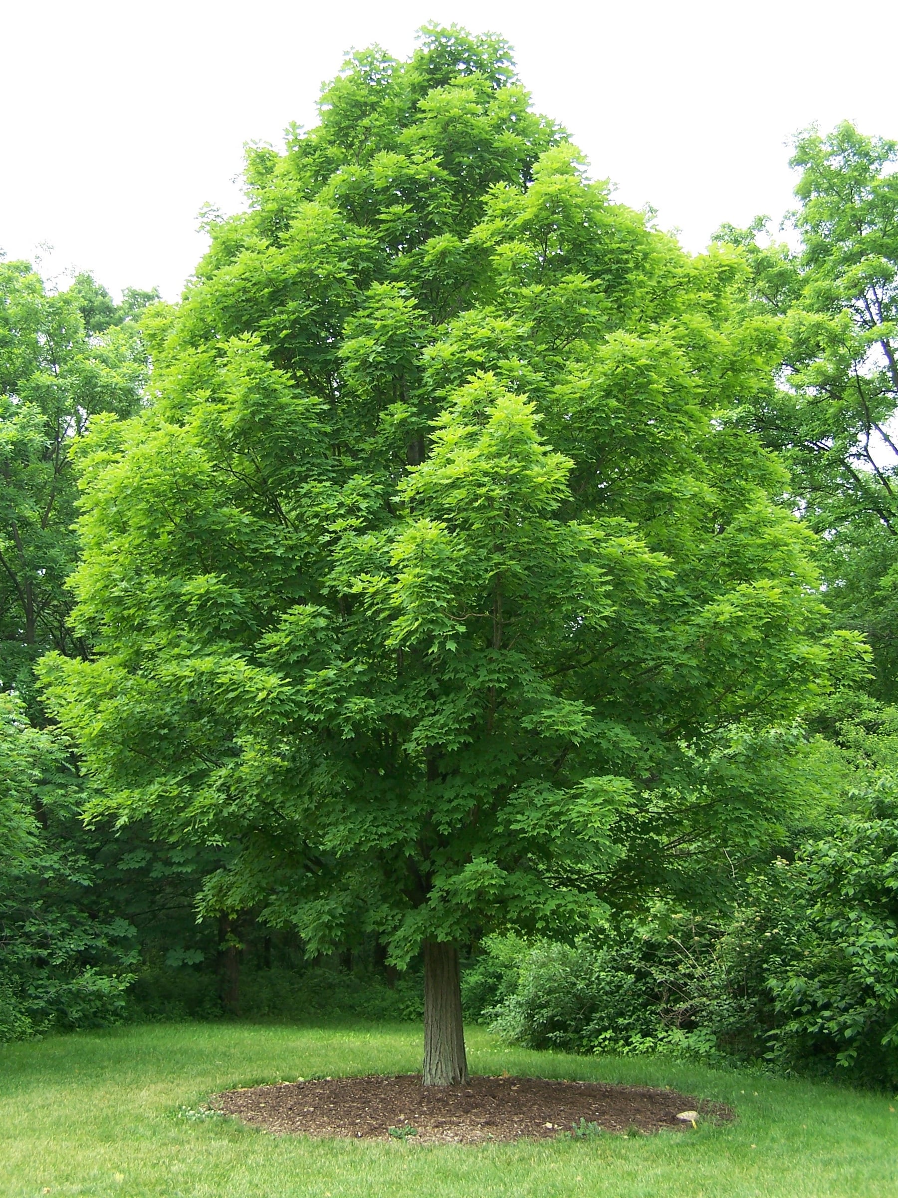 Hard Maple tree