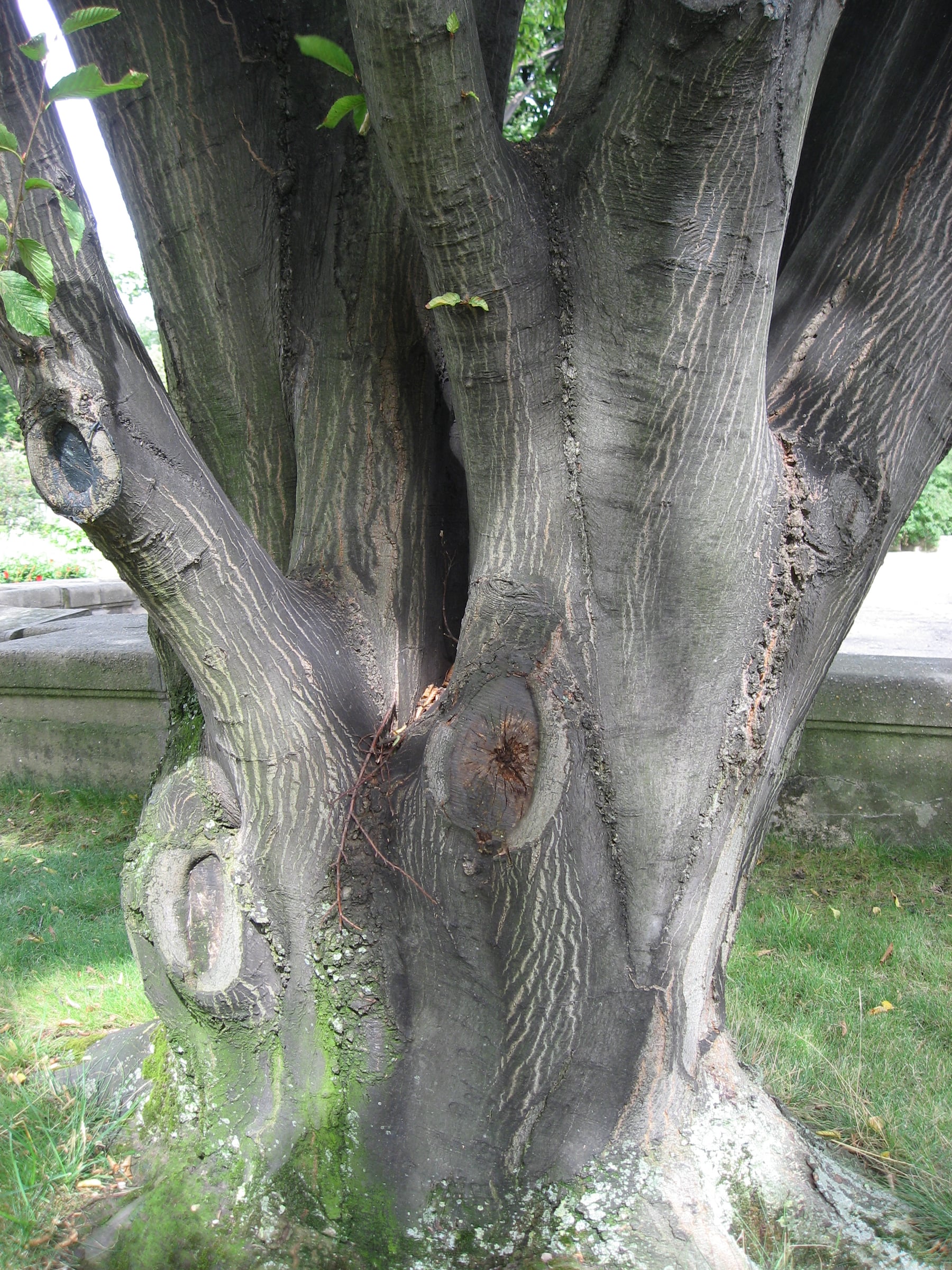 Hornbeam bark