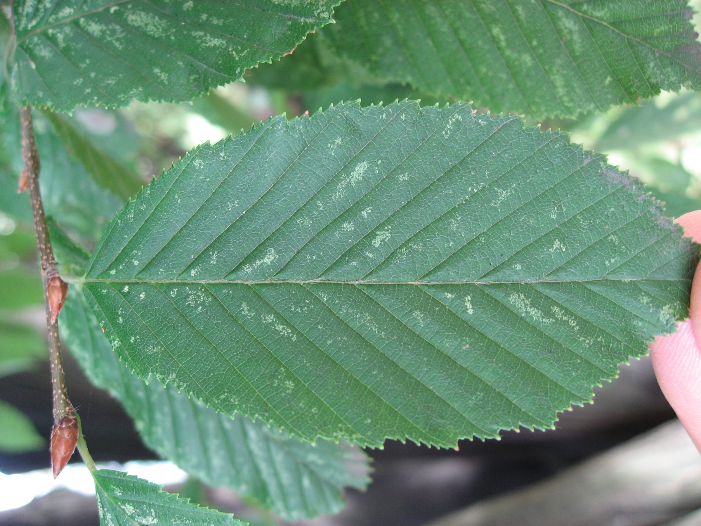 Hornbeam leaf