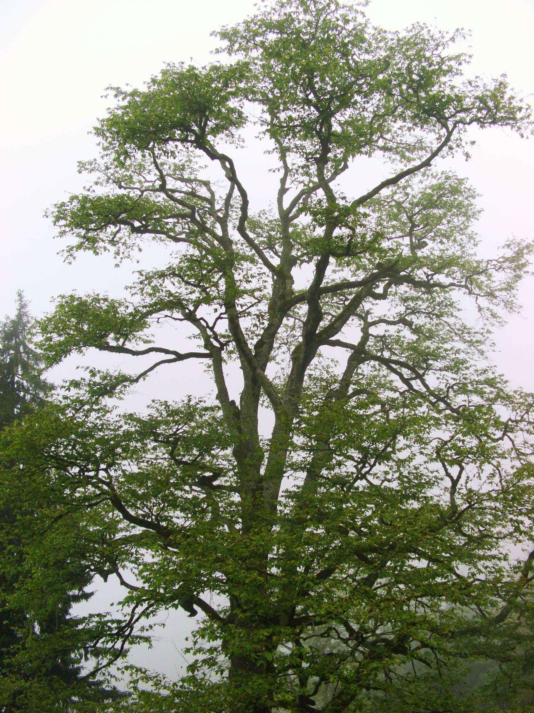 Hornbeam tree