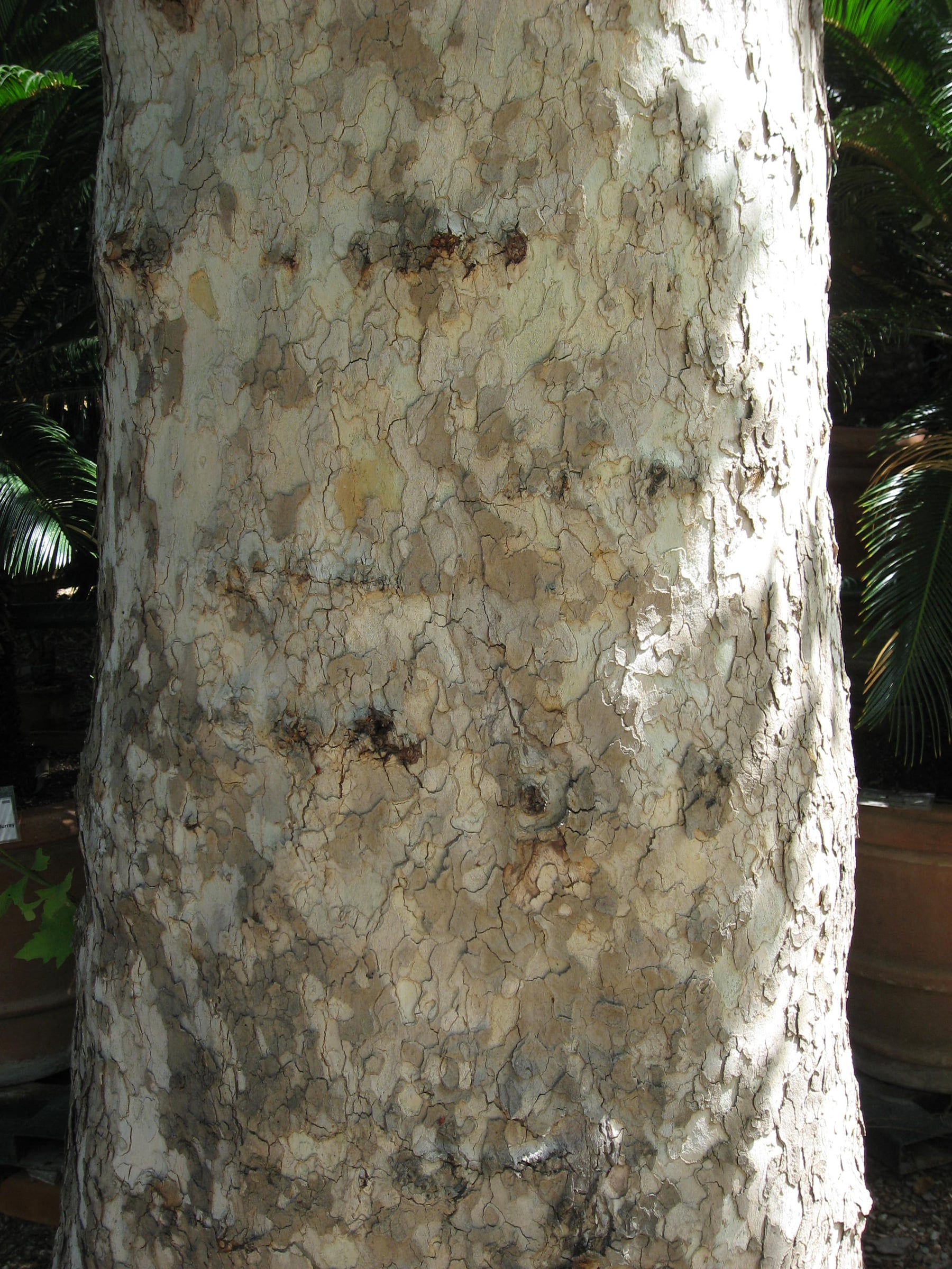 London Plane bark