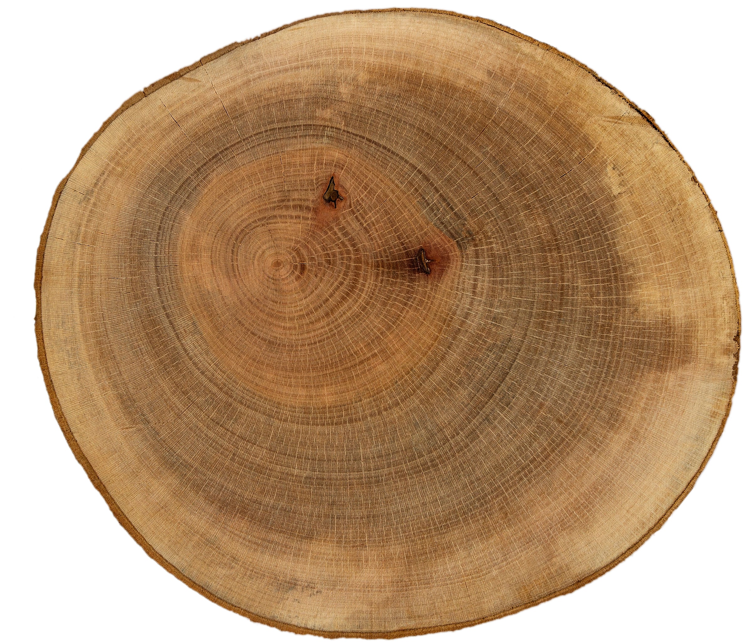 London Plane grain