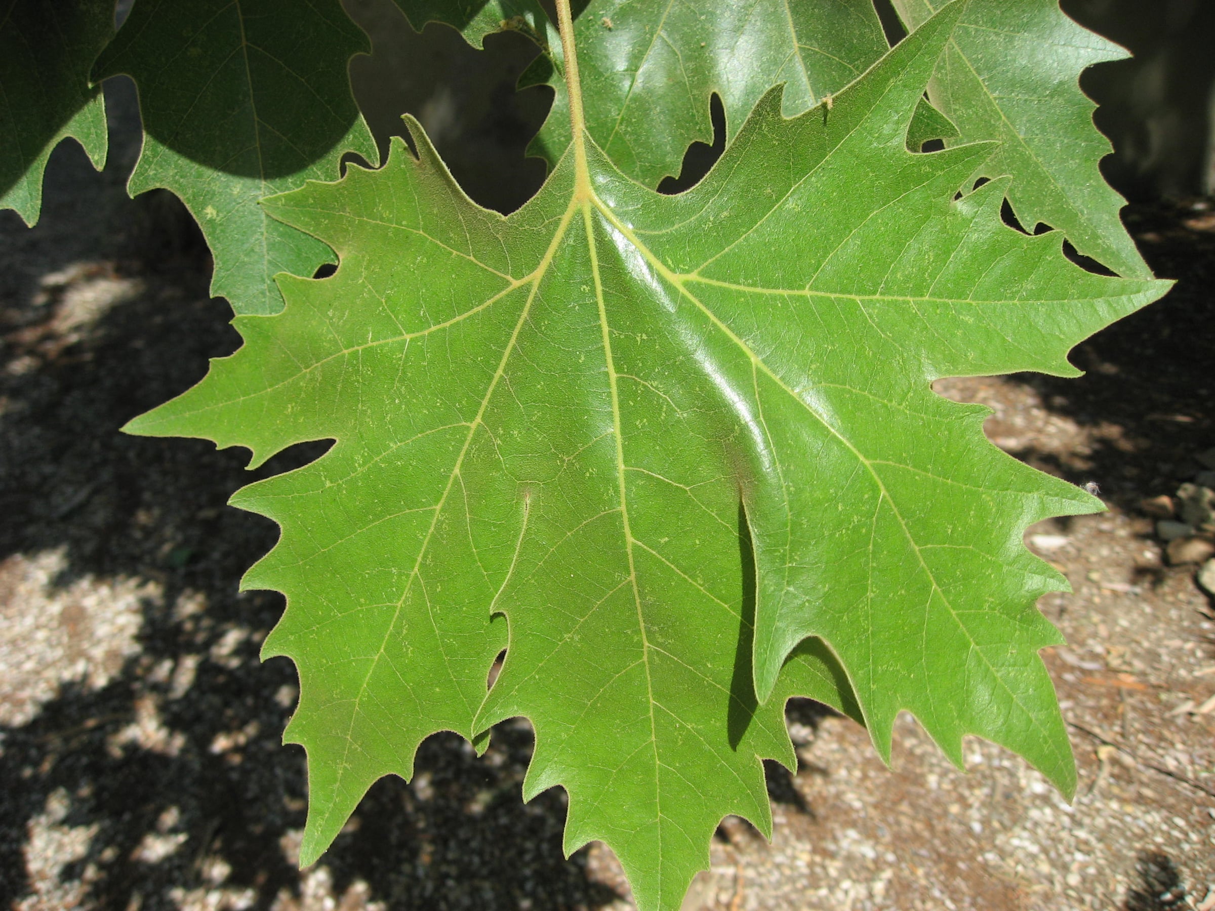 London Plane leaf