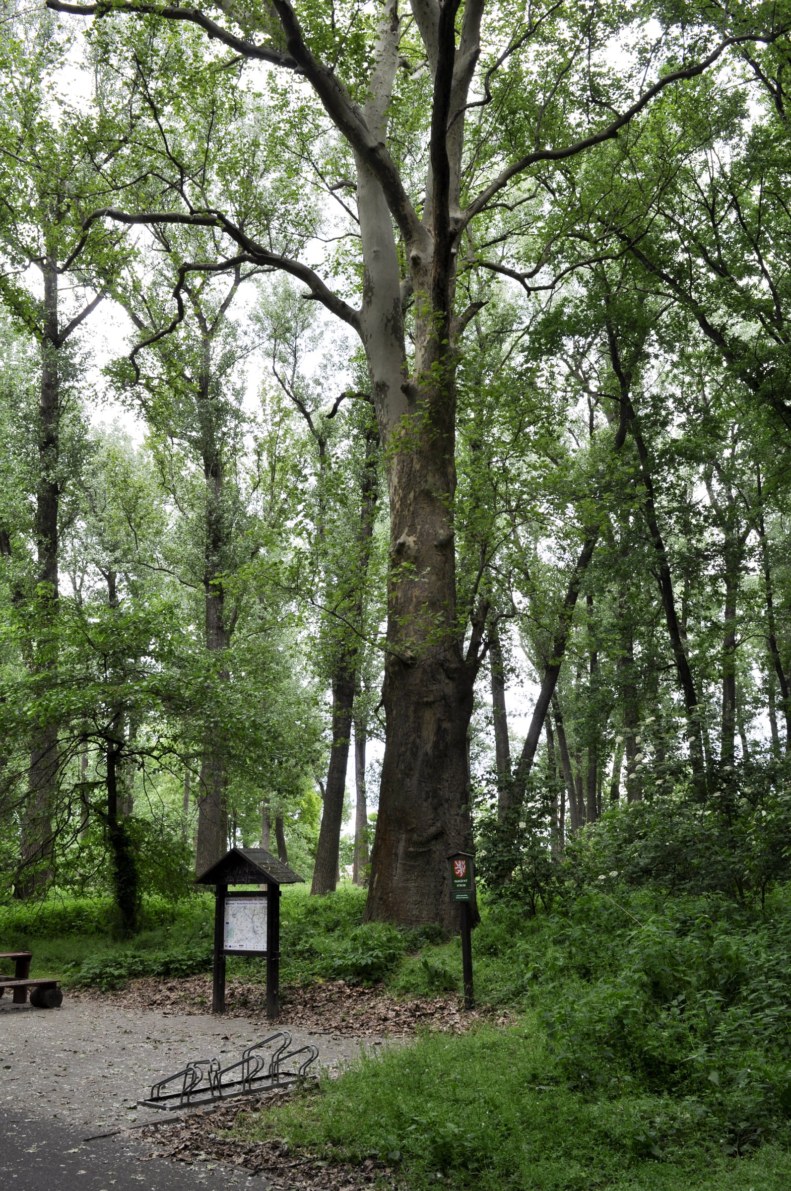 London Plane tree