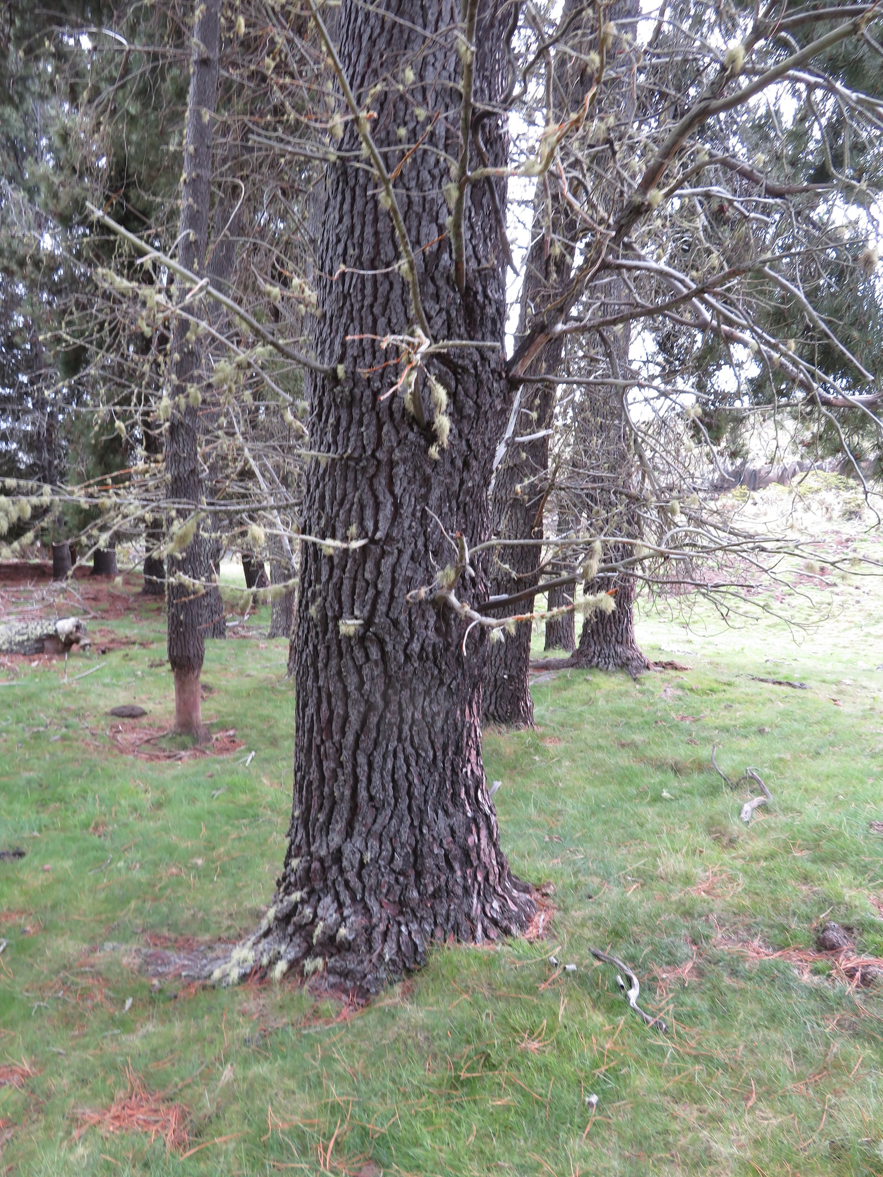 Maritime Pine bark